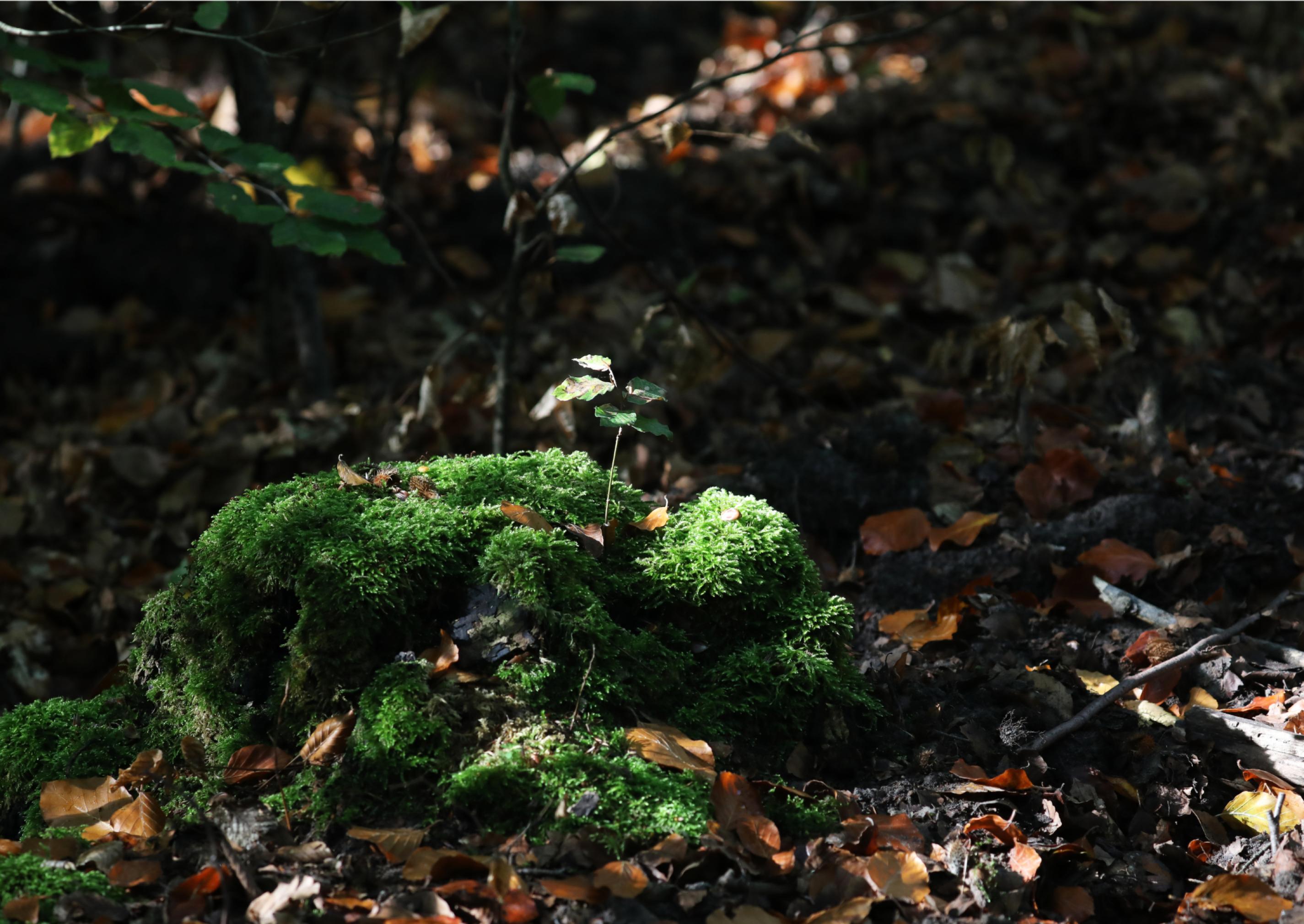 Naturverjüngung –  Eine Buche wächst aus dem Stumpf eines alten Baumes