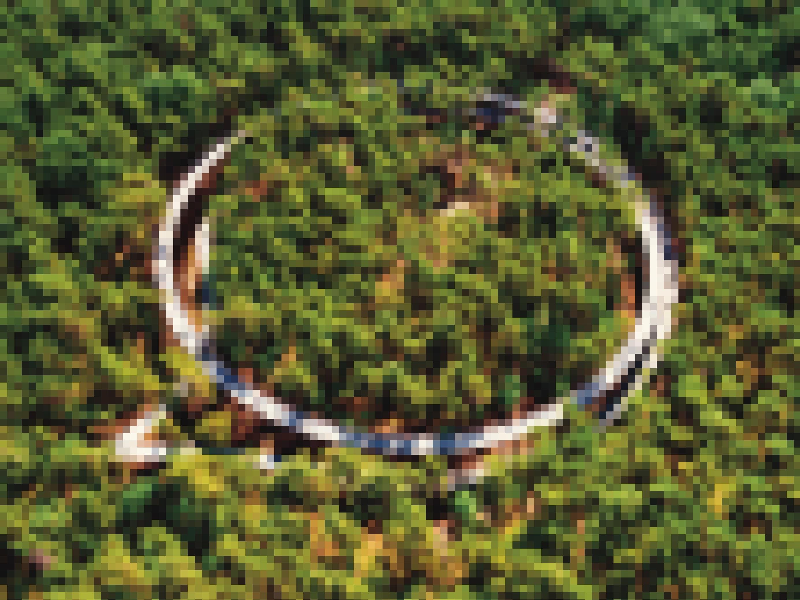 Ein Blick aus der Vogelperspektive auf den runden Radweg auf Höhe der Baumwipfel