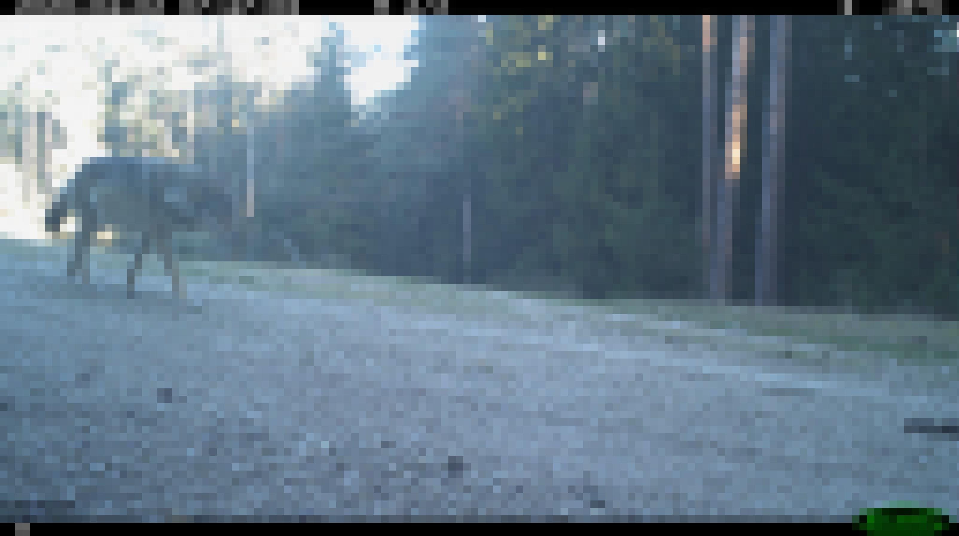 Wolf läuft auf Straße