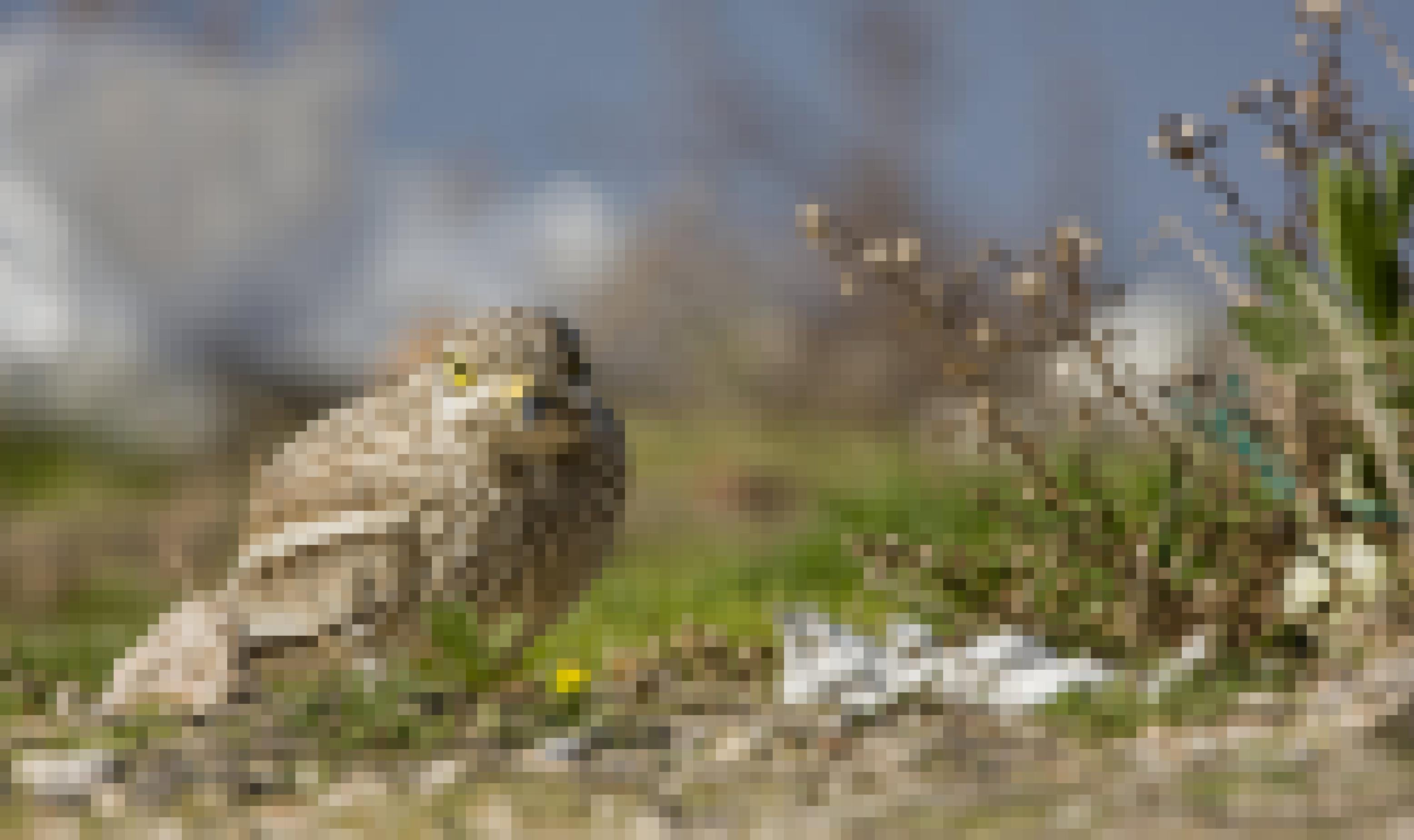 ein Vogel, der auf Gras steht [AI]