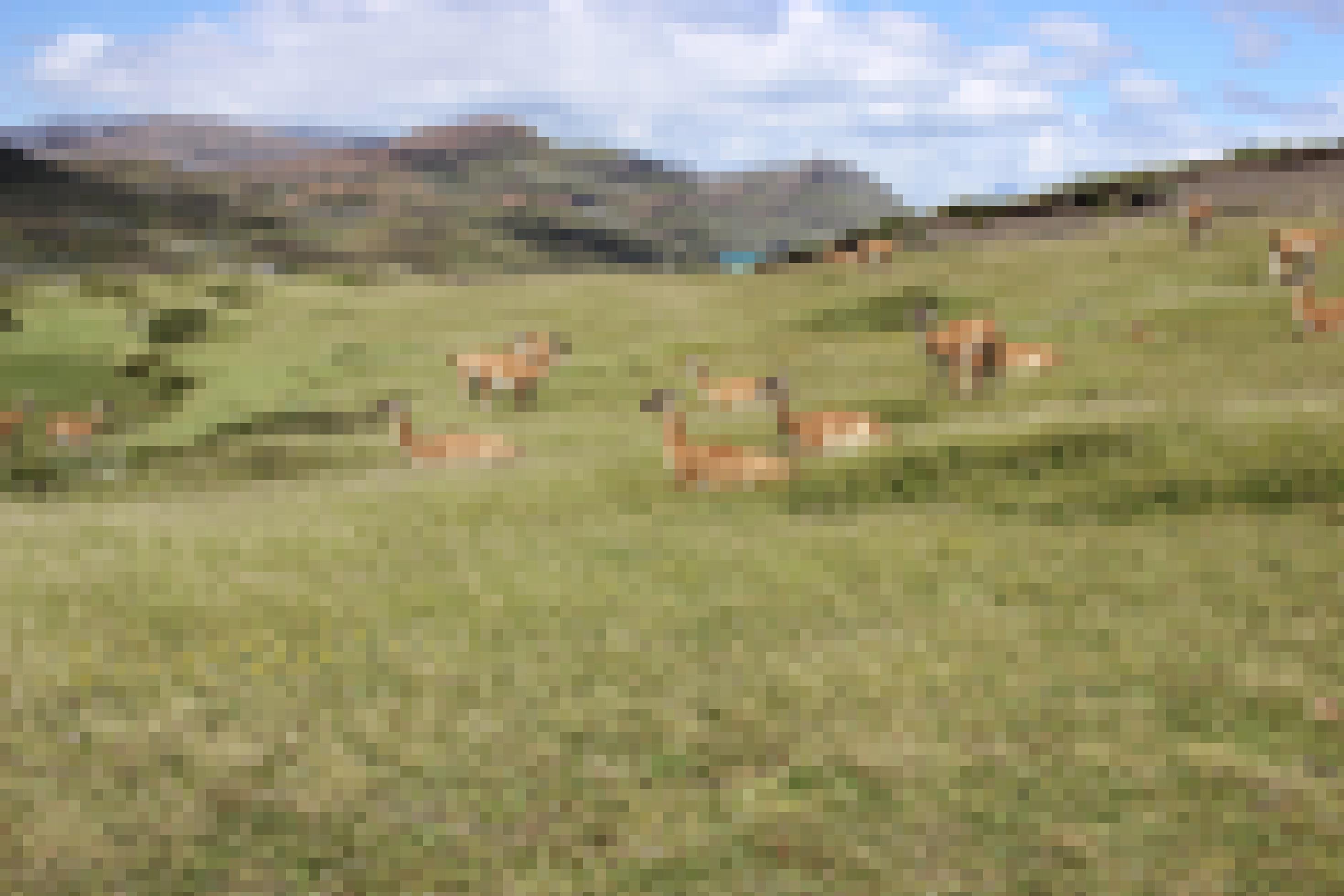 Vicuñas grasen in den Anden