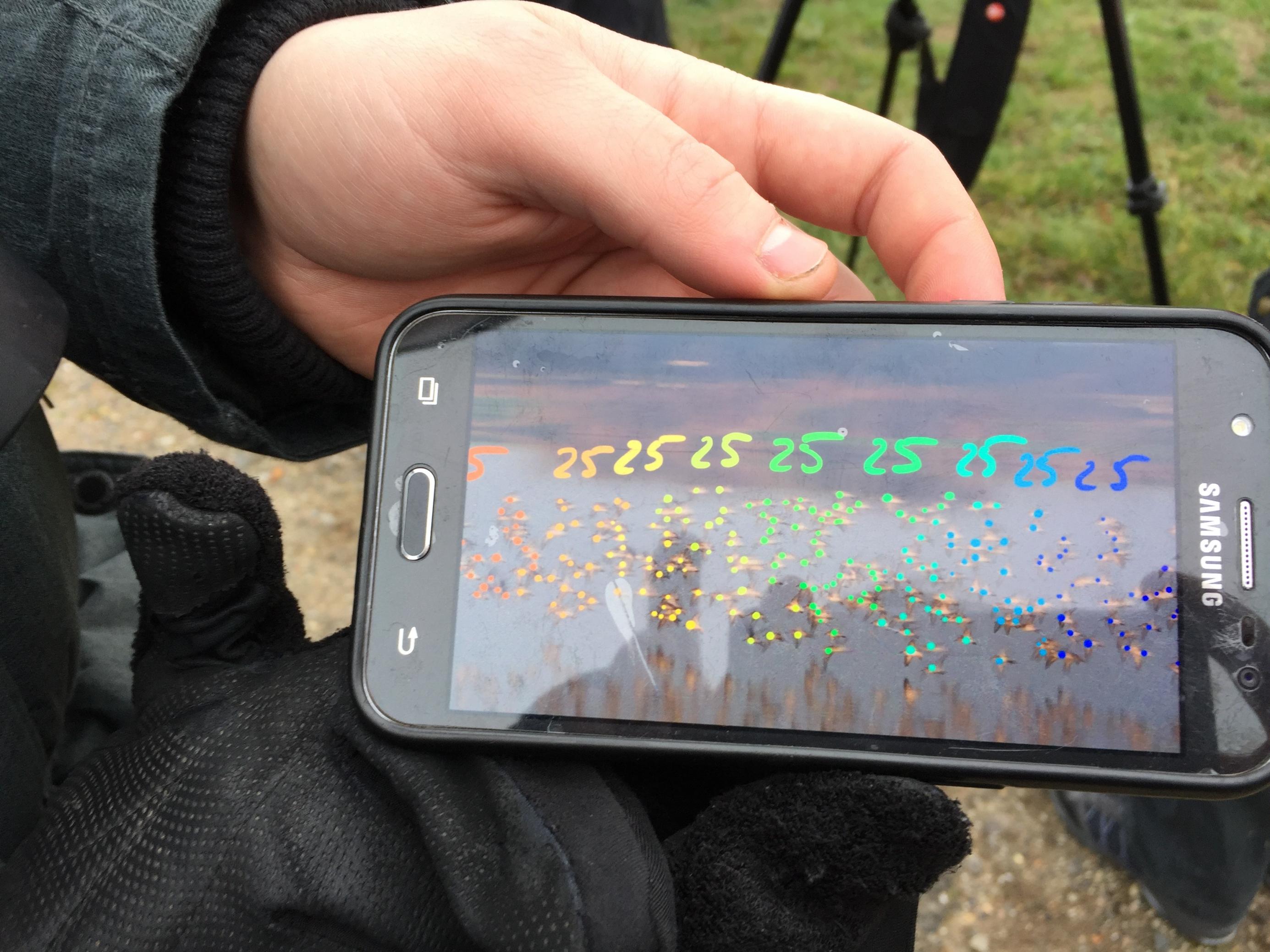 Ein Handyfoto von einem Schwarm von Alpenstrandläufern. Die Vögel sind mit – von Hand gesetzten – farbigen Punkten markiert, damit man sie besser zählen kann.
