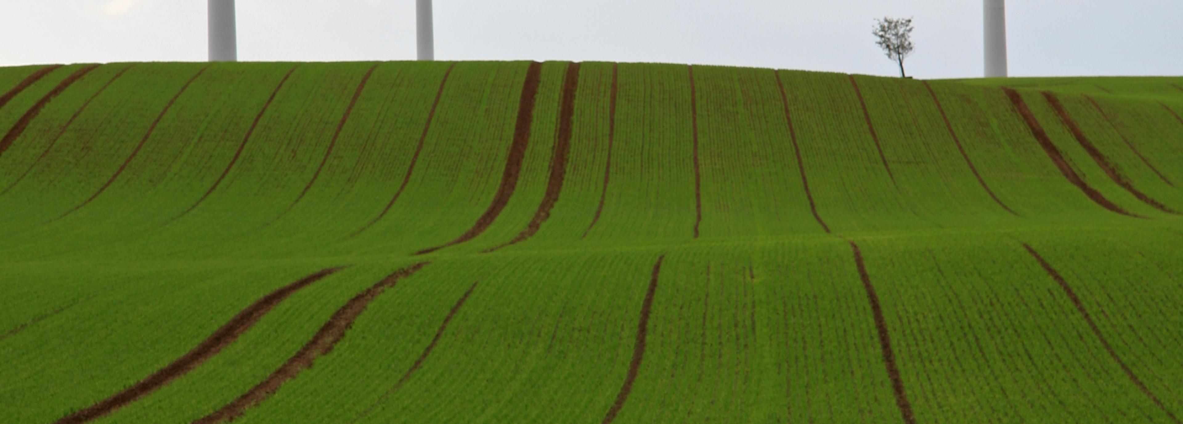 Ein abgeernteter Acker in der Uckermark