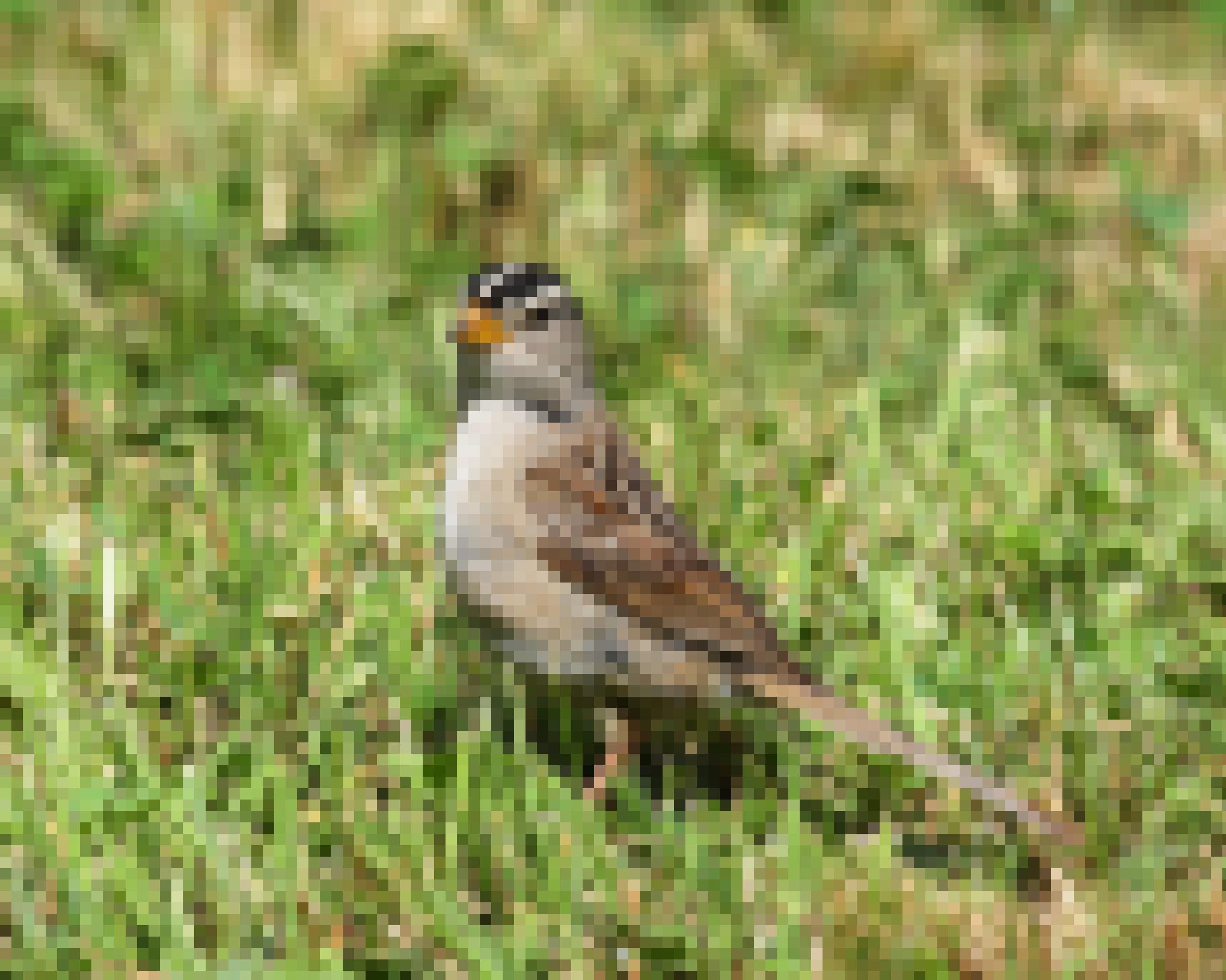 Eine Dachsammer, ein kleiner Singvogel, der an die Grauammer erinnert, sitzt auf dem Boden