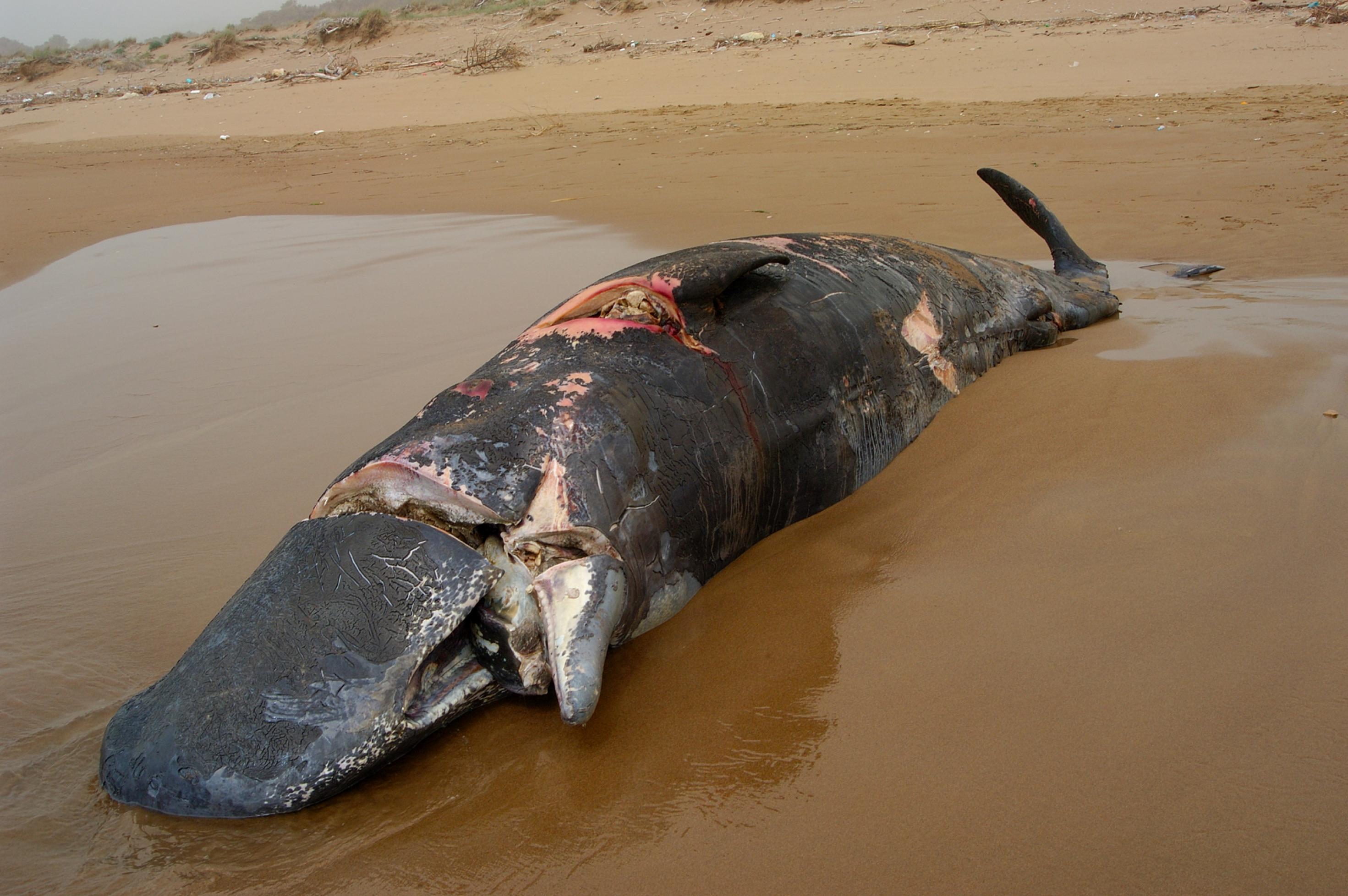 Ein toter, an Land gespülter Pottwal. Die Narben der Schiffsschrauben sind auf dem Körper dieses Wals deutlich zu erkennen.