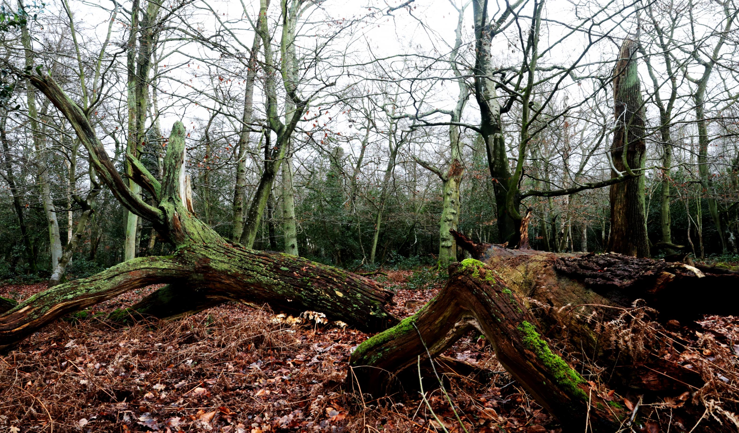 Umgefallene Bäume im Wald