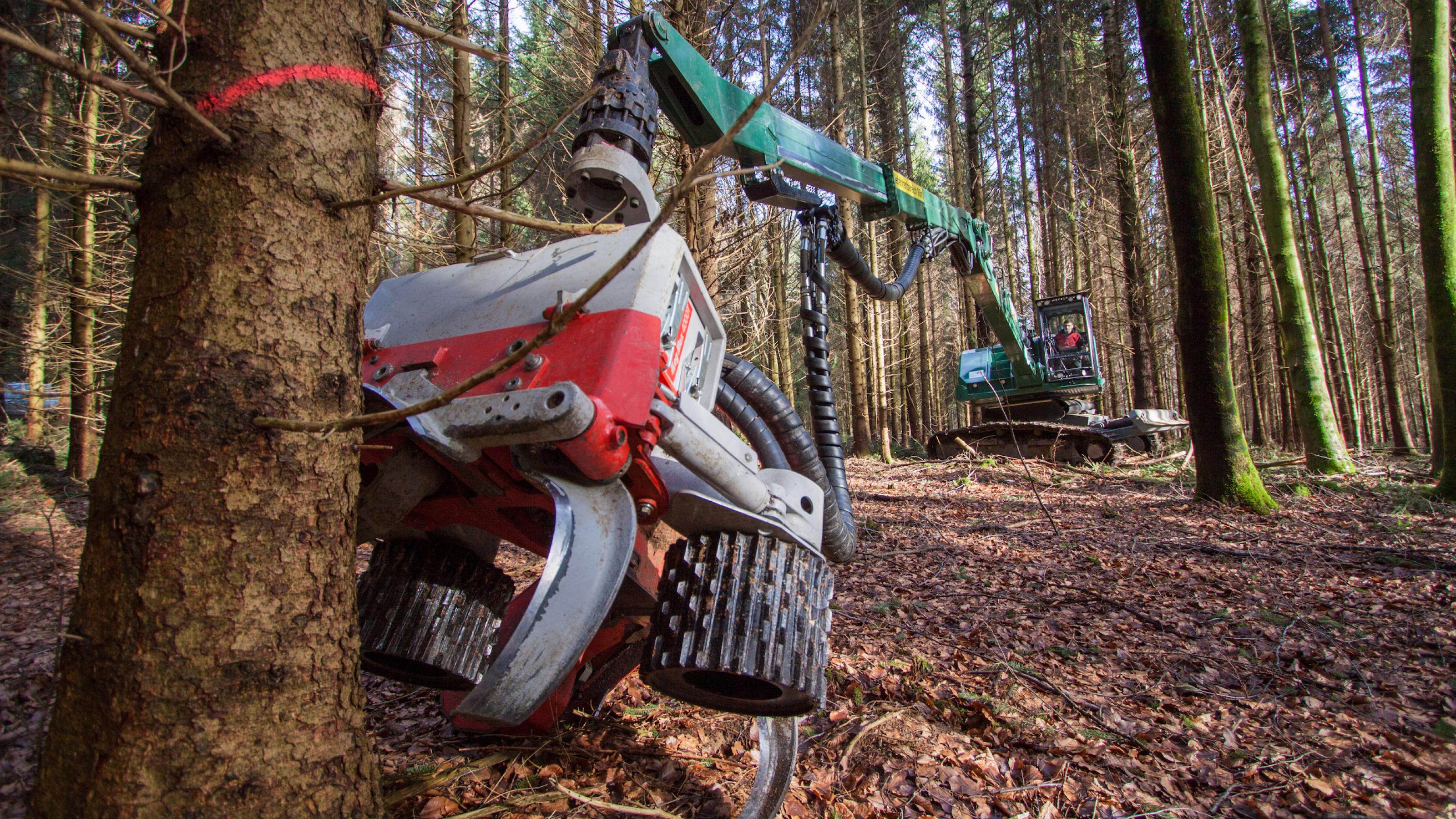 Eine Forstmaschine fällt Fichten in einem Wald.