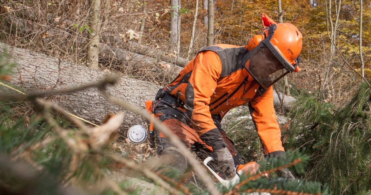 Dem Wald geht es schlecht – wir können helfen, ihn zu schützen
