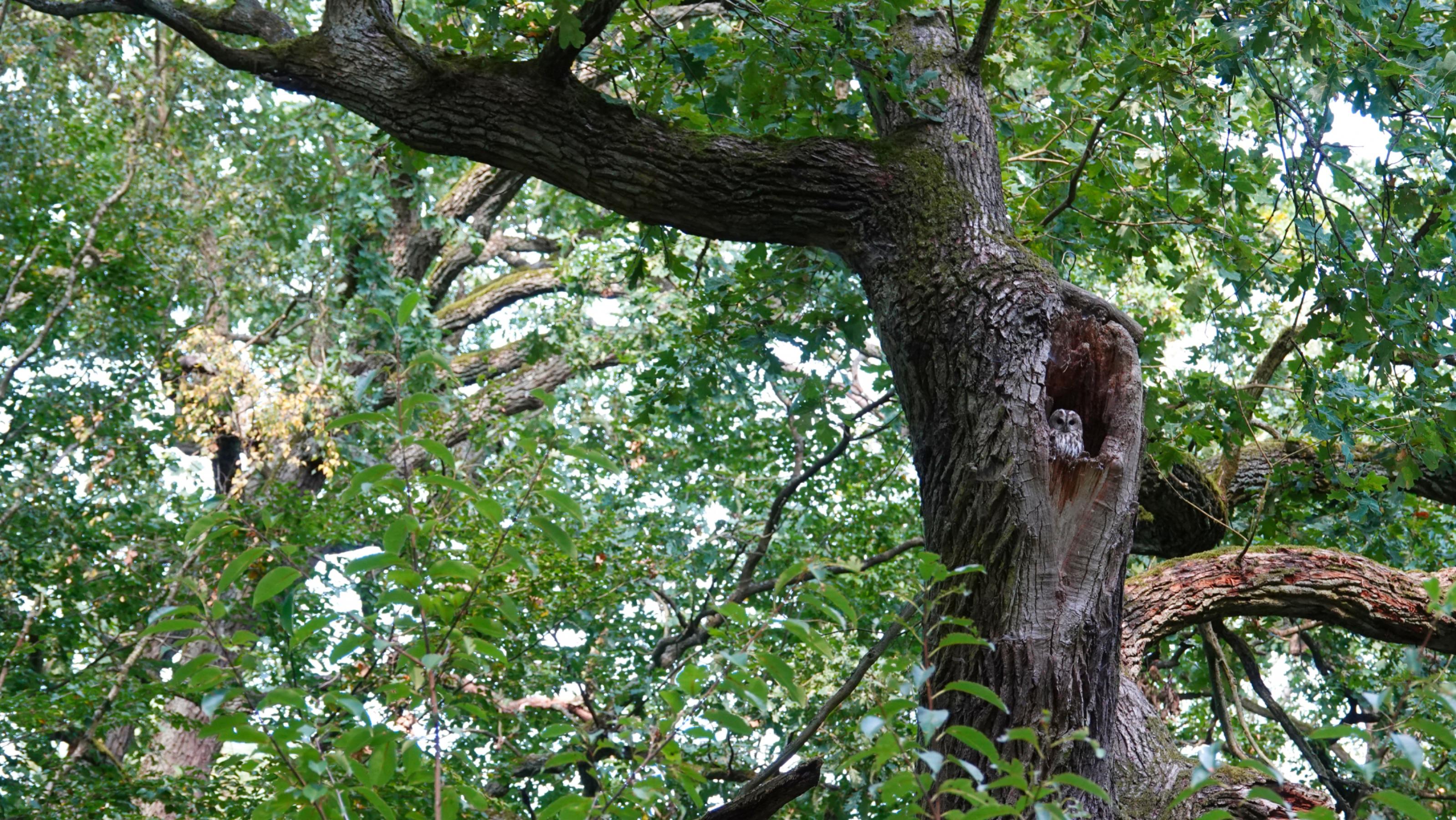 Ein Waldkauz in einem Baumloch