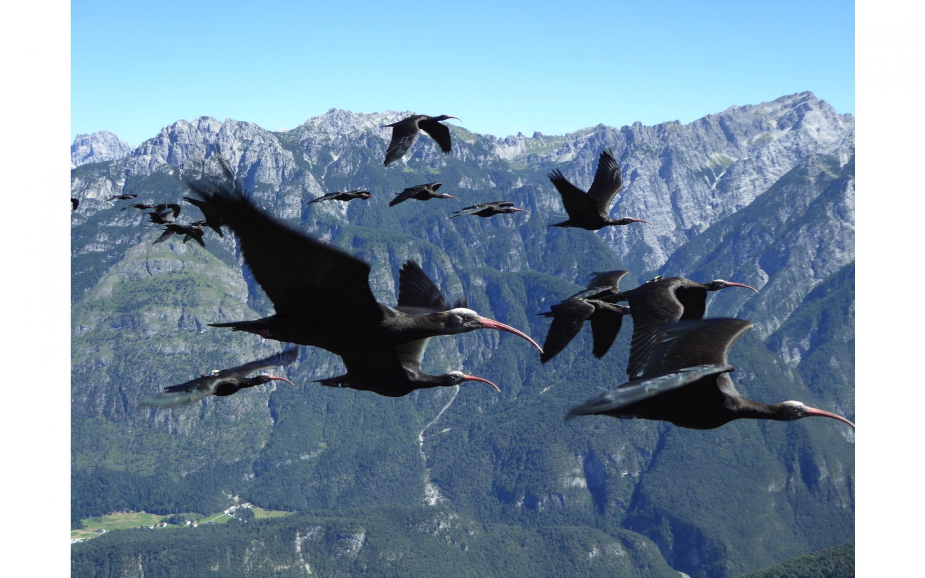 Waldrappe fliegen in Formation vor einem atemberaubenden Bergpanorama in den Alpen