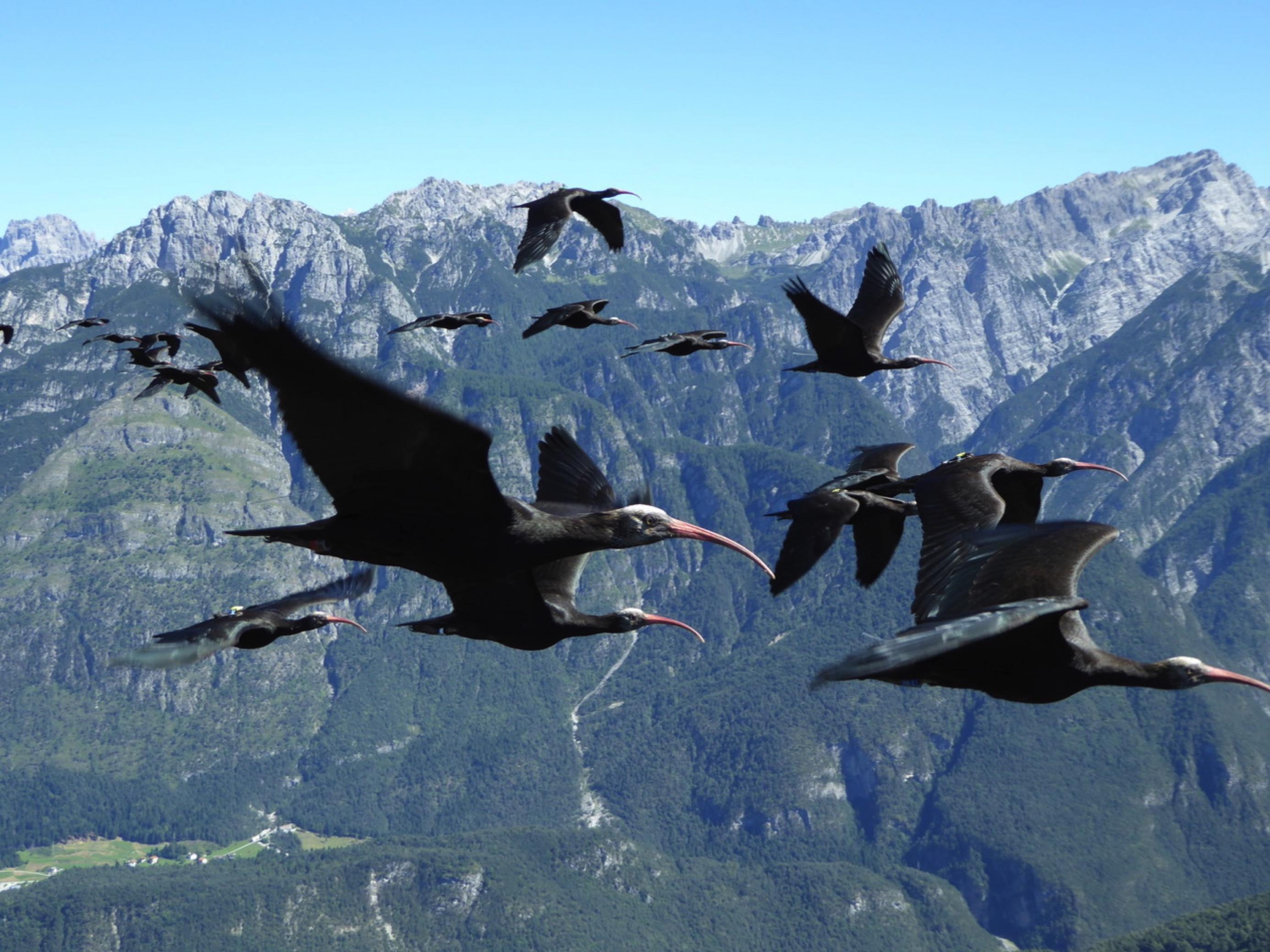 Flug ins Ungewisse: Da die Waldrappe verlernt hatten, vom Nordrand der Alpen rechtzeitig gen Süden zu ziehen, versuchen die Mitarbeiter des Schutzprojekts, ihnen dies wieder beizubringen. Dabei kommen zur Begleitung motorisierte Gleitschirme zum Einsatz, deren Konstruktion an das Flugtempo der Vögel angepasst wurde  – Jäger, Stromleitungen, Füchse zählen dazu..