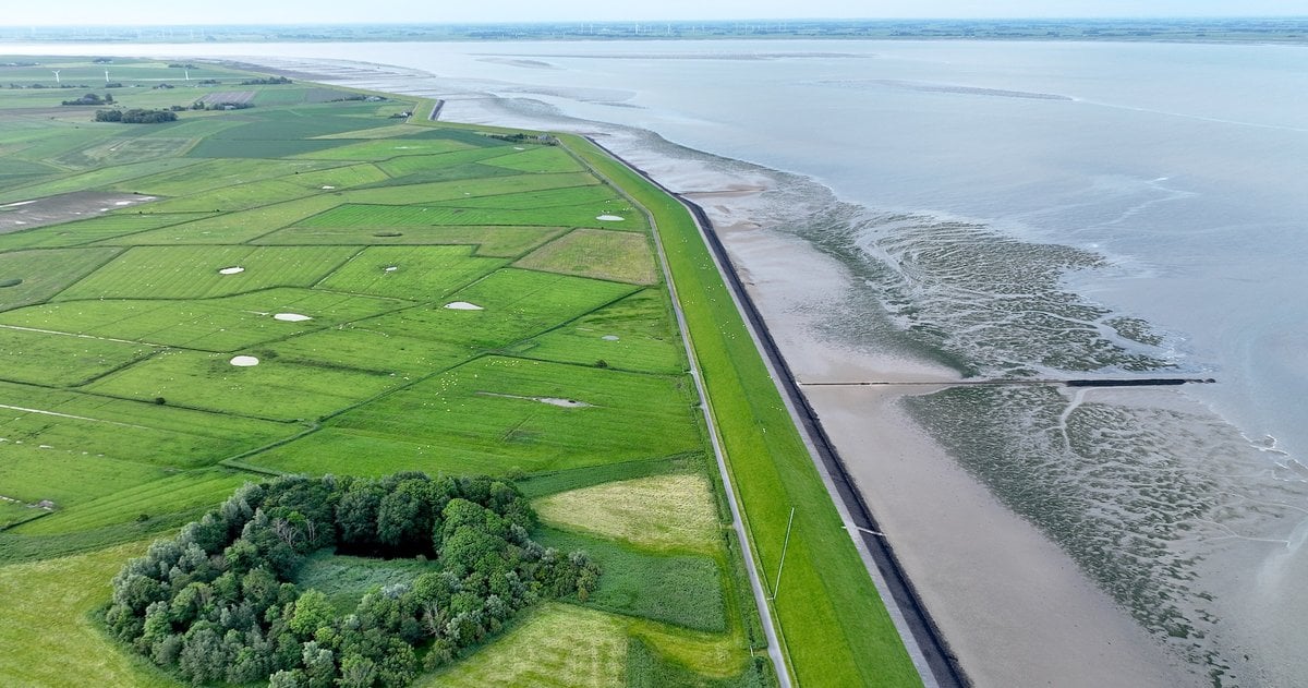 Renaturierung: Wird die Nordsee zur ökologischen Großbaustelle?
