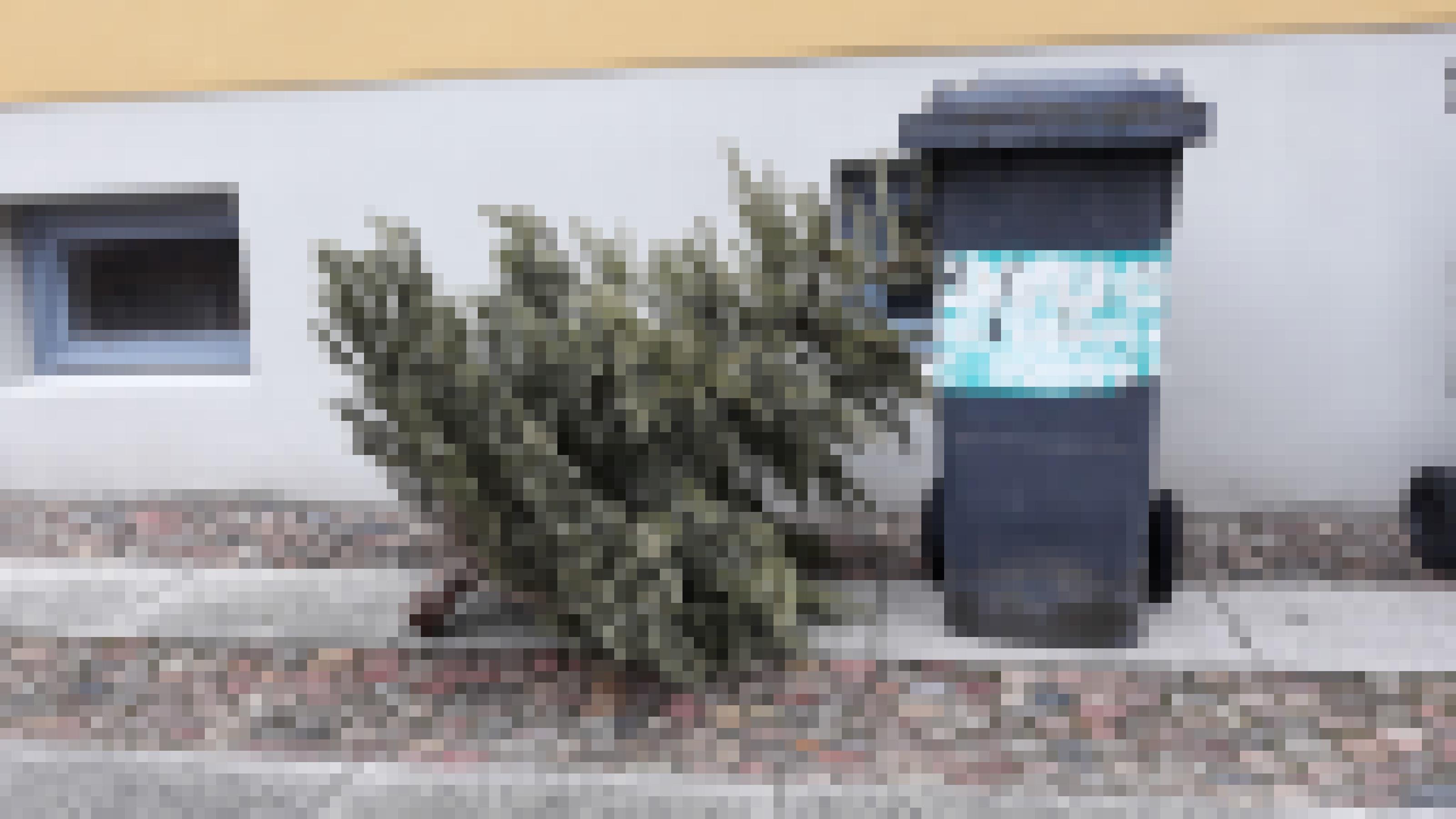 Ein vertrockneter, aber immer noch immergrüner Weihnachtsbaum  steht neben einer Mülltonne auf dem Gehweg und wartet auf das Müllauto. Die meisten Weihnachtsbäume werden thermisch entsorgt, also verbrannt