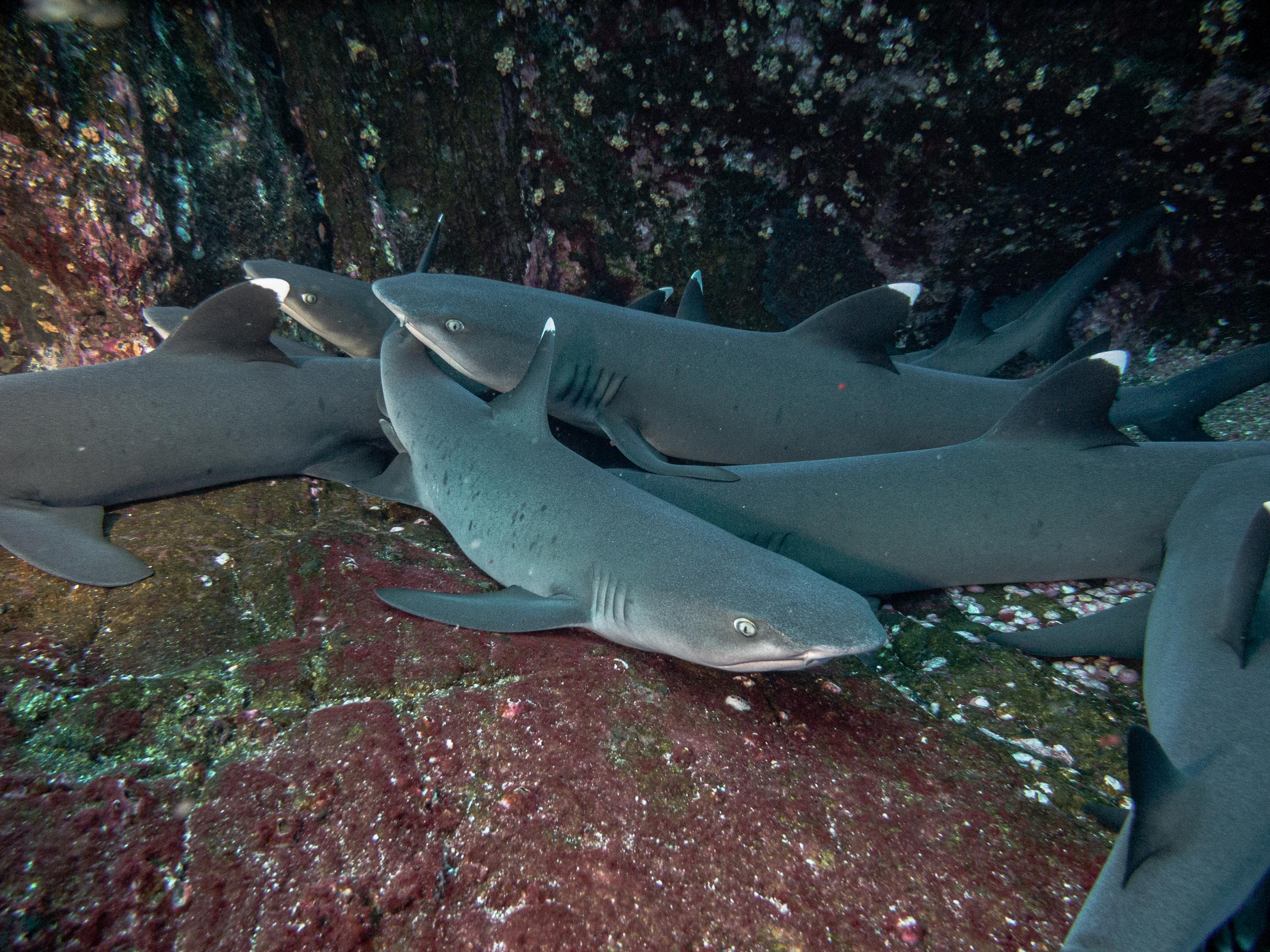 Eine Gruppe von Weißspitzenriffhaien lagert auf dem Meeresgrund neben einem Korallenriff.
