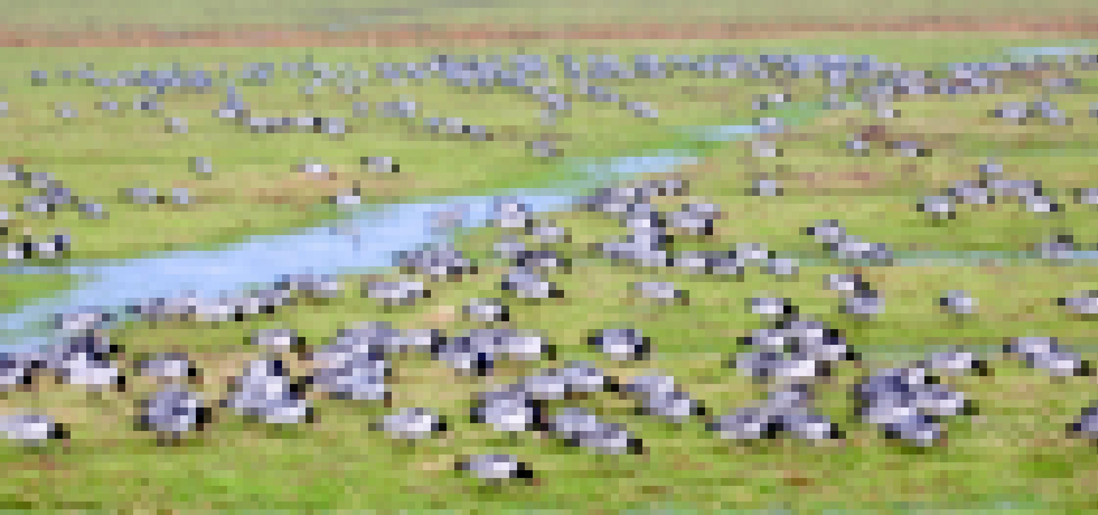 Eine Gruppe Weisswangengänse auf einer Wiese, fotografiert mit langer Belichtungszeit und deshalb verschwommen-abstrakt.