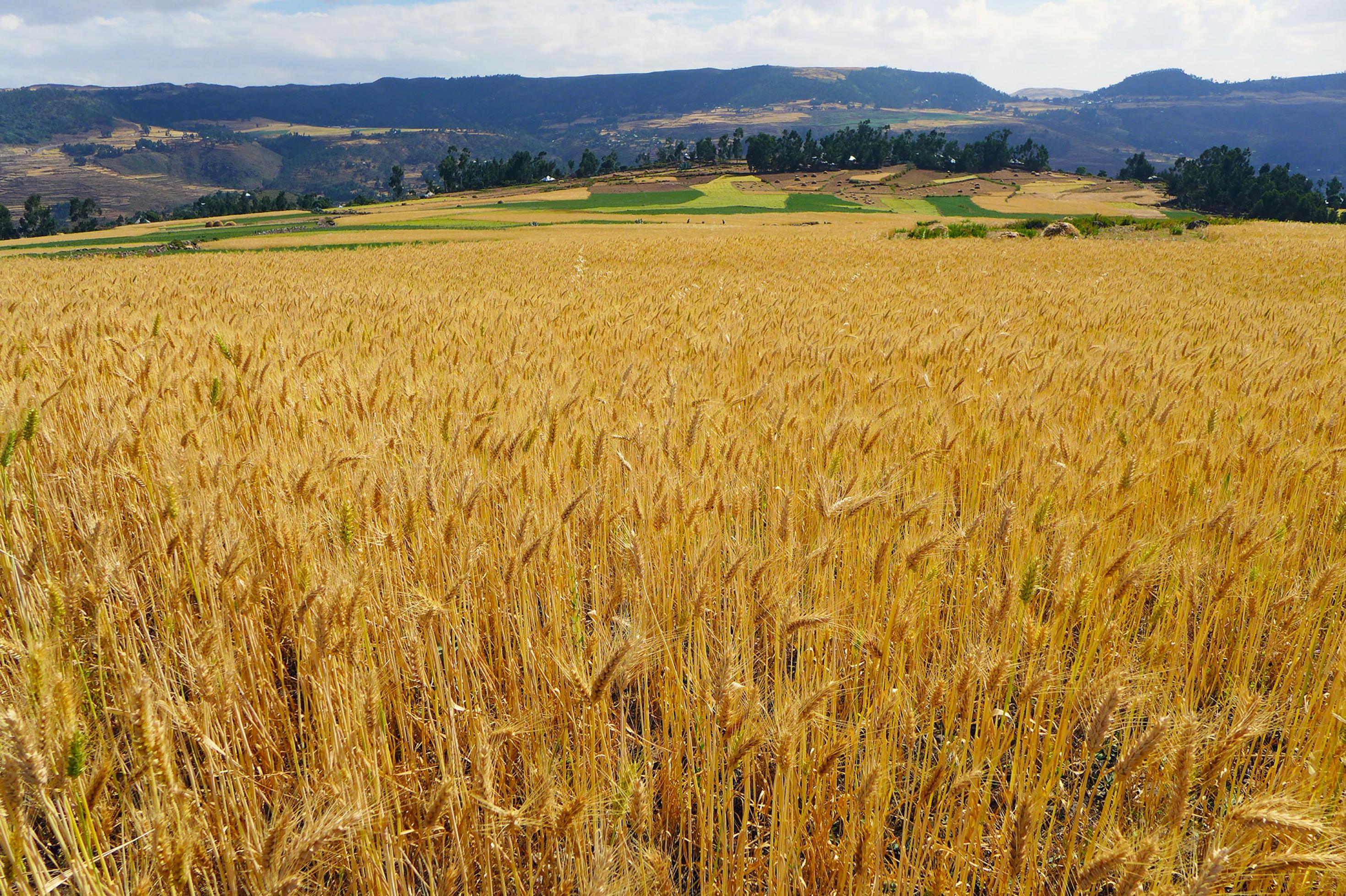 Im Vordergrund steht der reife Weizen im Feld, im Hintergrund sieht man weitere kleinräumige Felder und einen Gebirgszug.