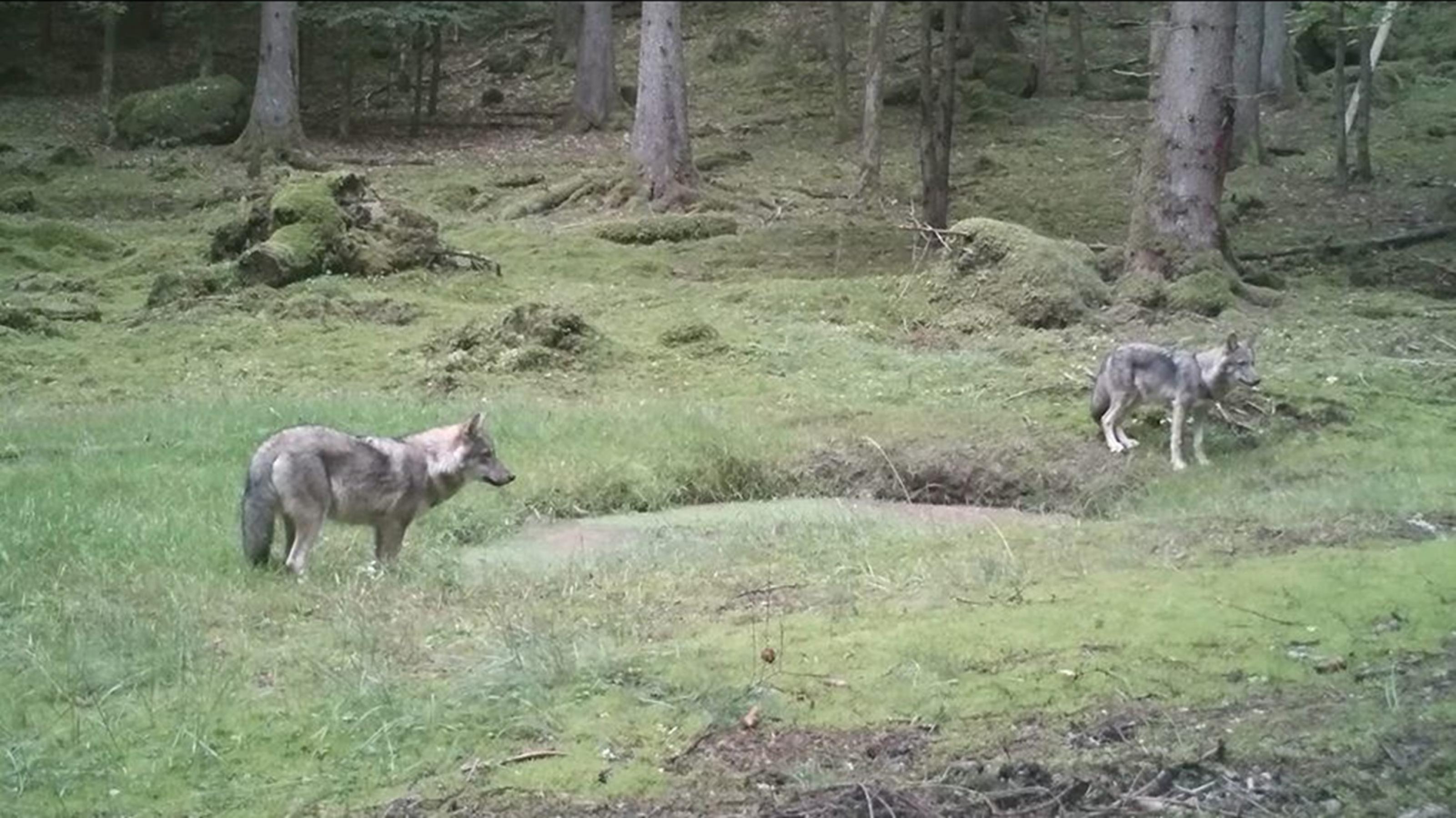 Zwei Wölfe stehen auf einer Waldlichtung