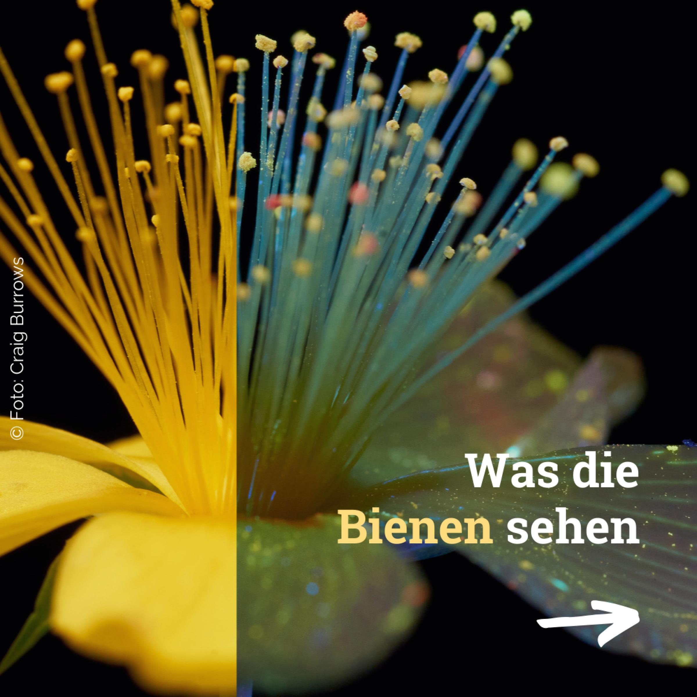 Unter UV-Licht strahlen Pollen und Blütenblattadern des Zwerg-Johanniskrauts (Hypericum olympicum) in hellem Gelb. Text: Um den Blick der Honigbiene auf Blütenblätter zu simulieren, nutzt der Fotograf Craig Burrows ultraviolettes Licht.