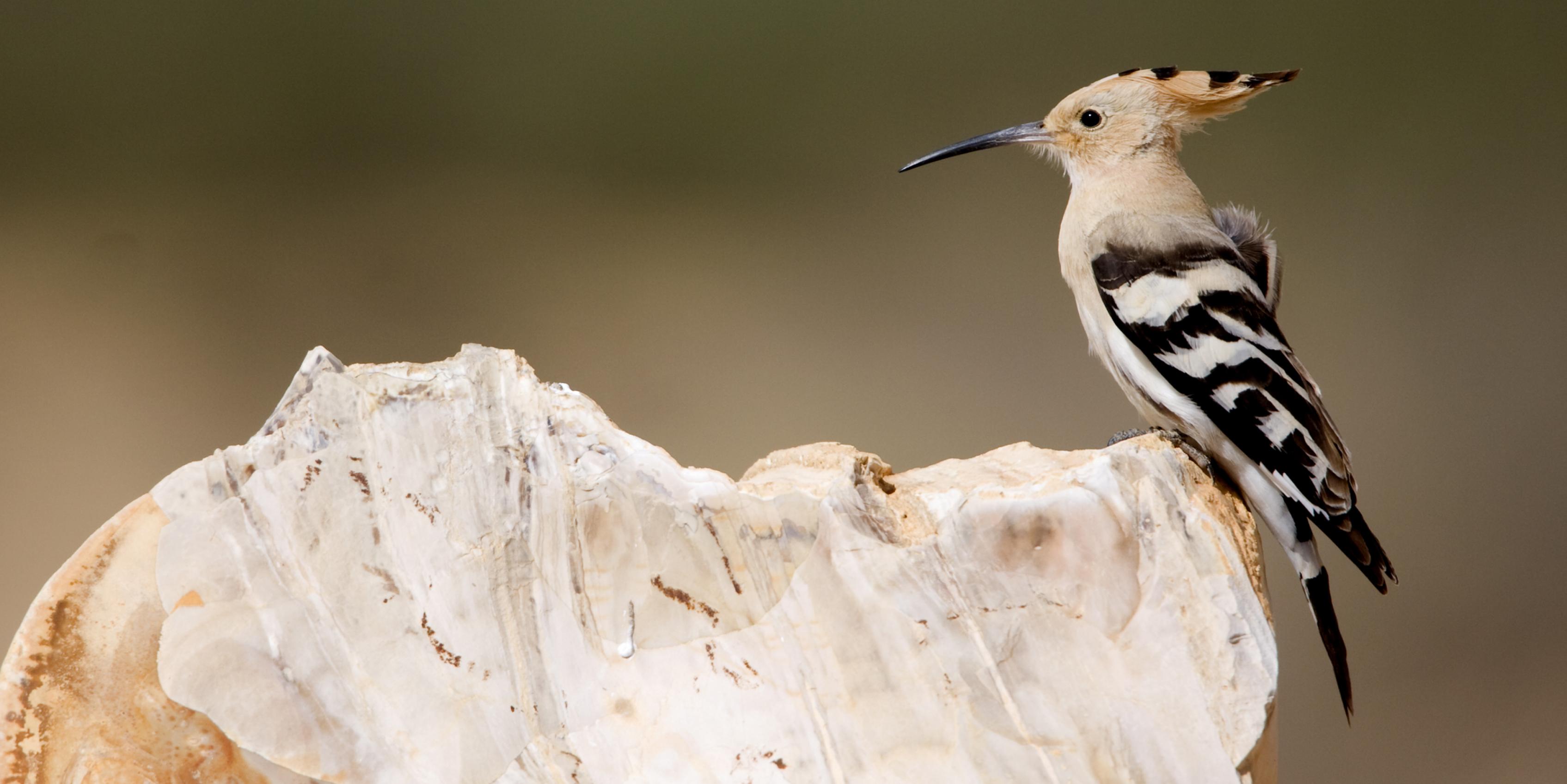 Ein Wiedehopf sitzt auf einem Stein. Es ist ein großer ockerfarbener Vogel mit schwarz-weißen Flügeln und einem langen, gebogenen Schnabel