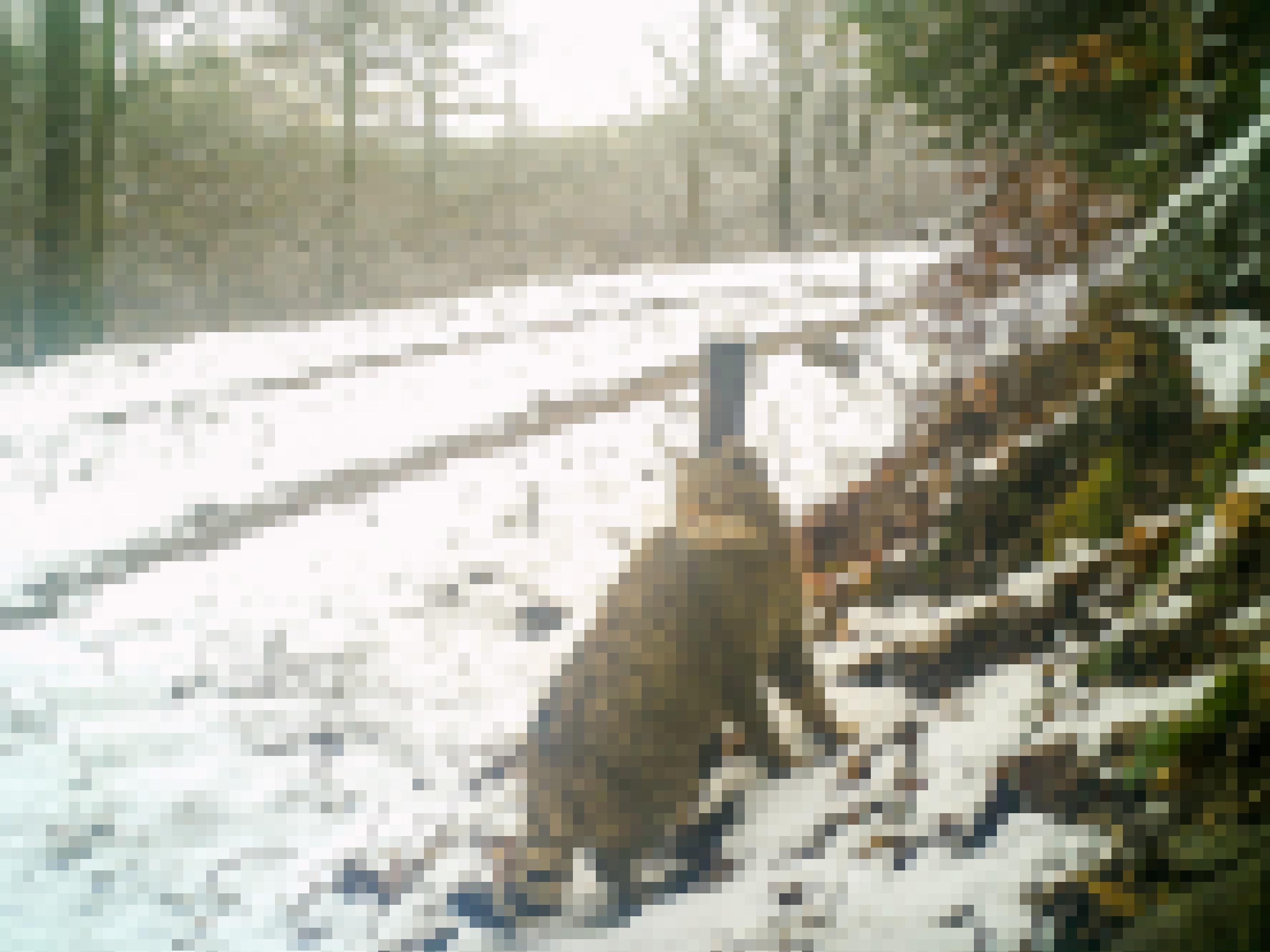 Wildkatze im Schnee.