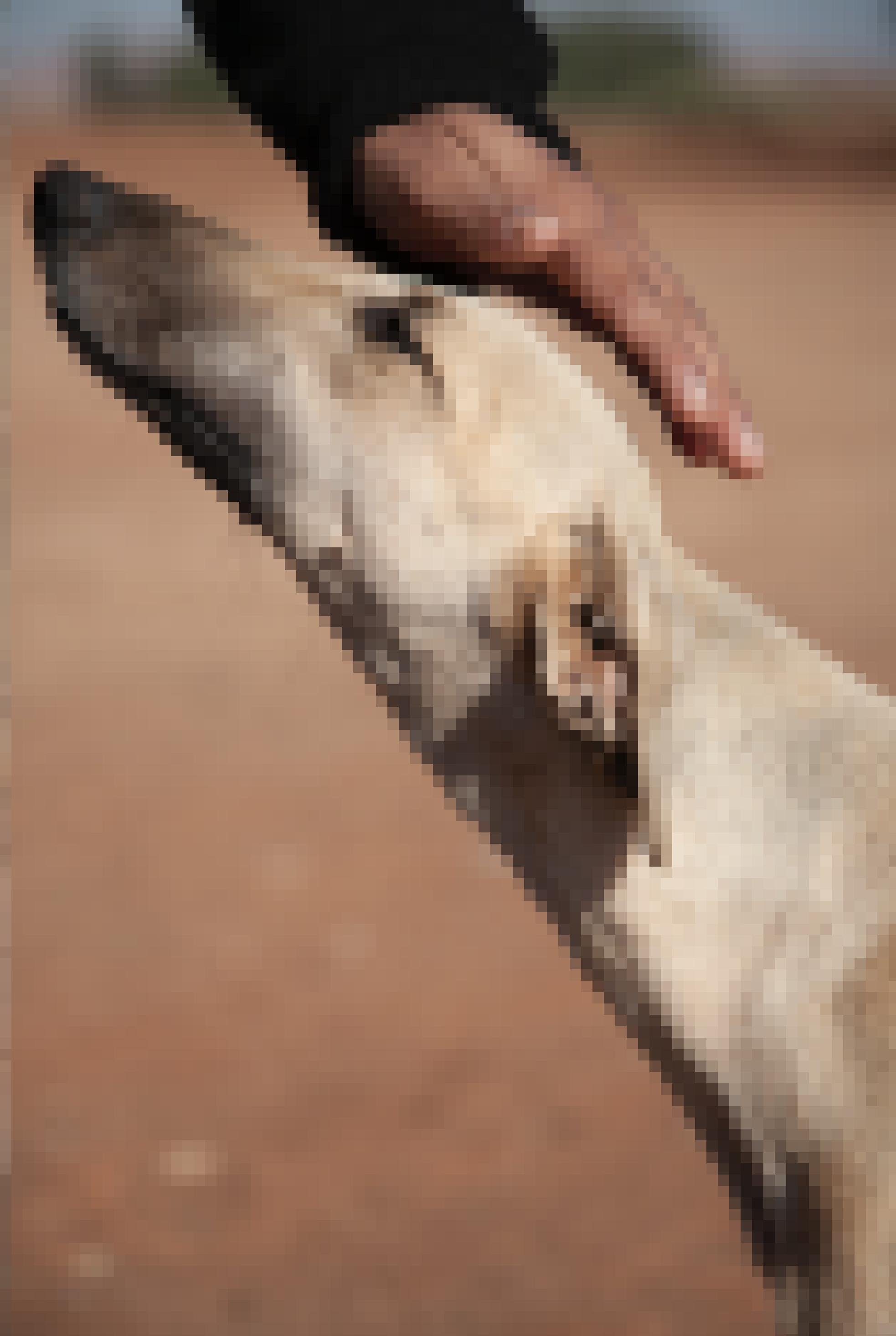 Ein Windhund streckt seinen Kopf einer Hand entgegen