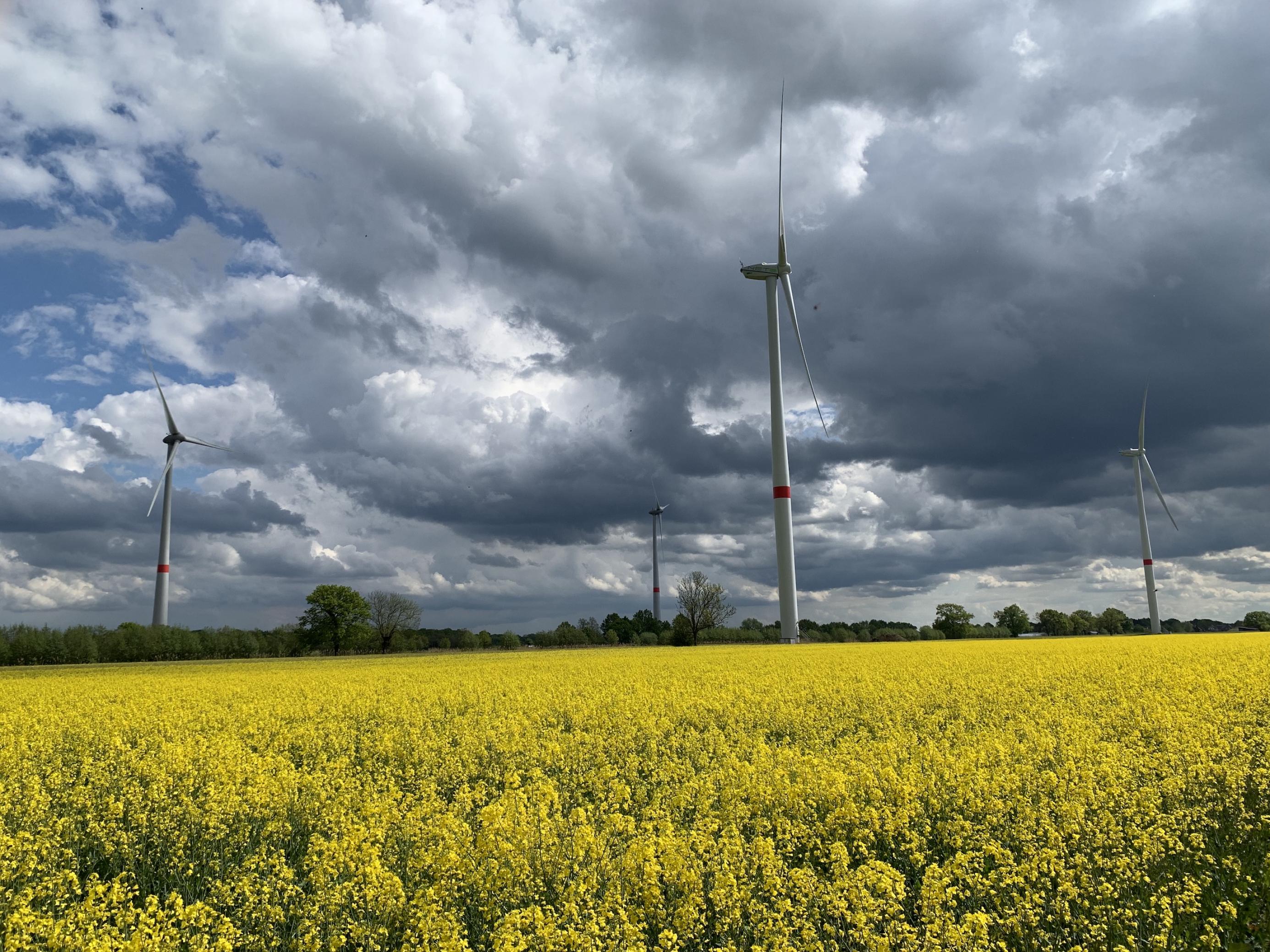 Einige Windräder über einem blühenden Rapsfeld, das in der Sonne leuchtet, und vor einem dramatischen Himmel mit dunklen Wolken: Der Windpark in Hamburg-Neuengamme