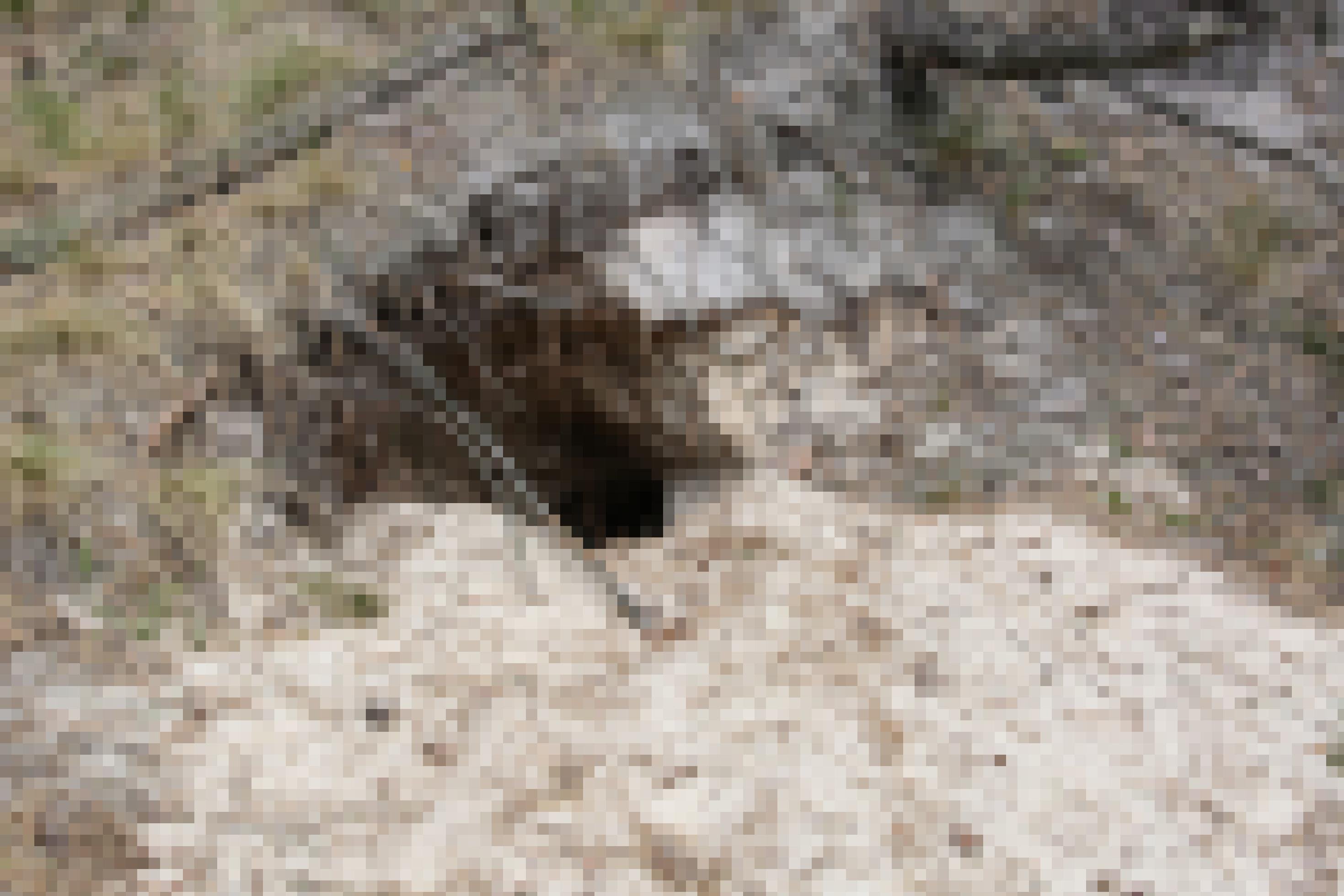 Wolfshöhle in sandigem Boden