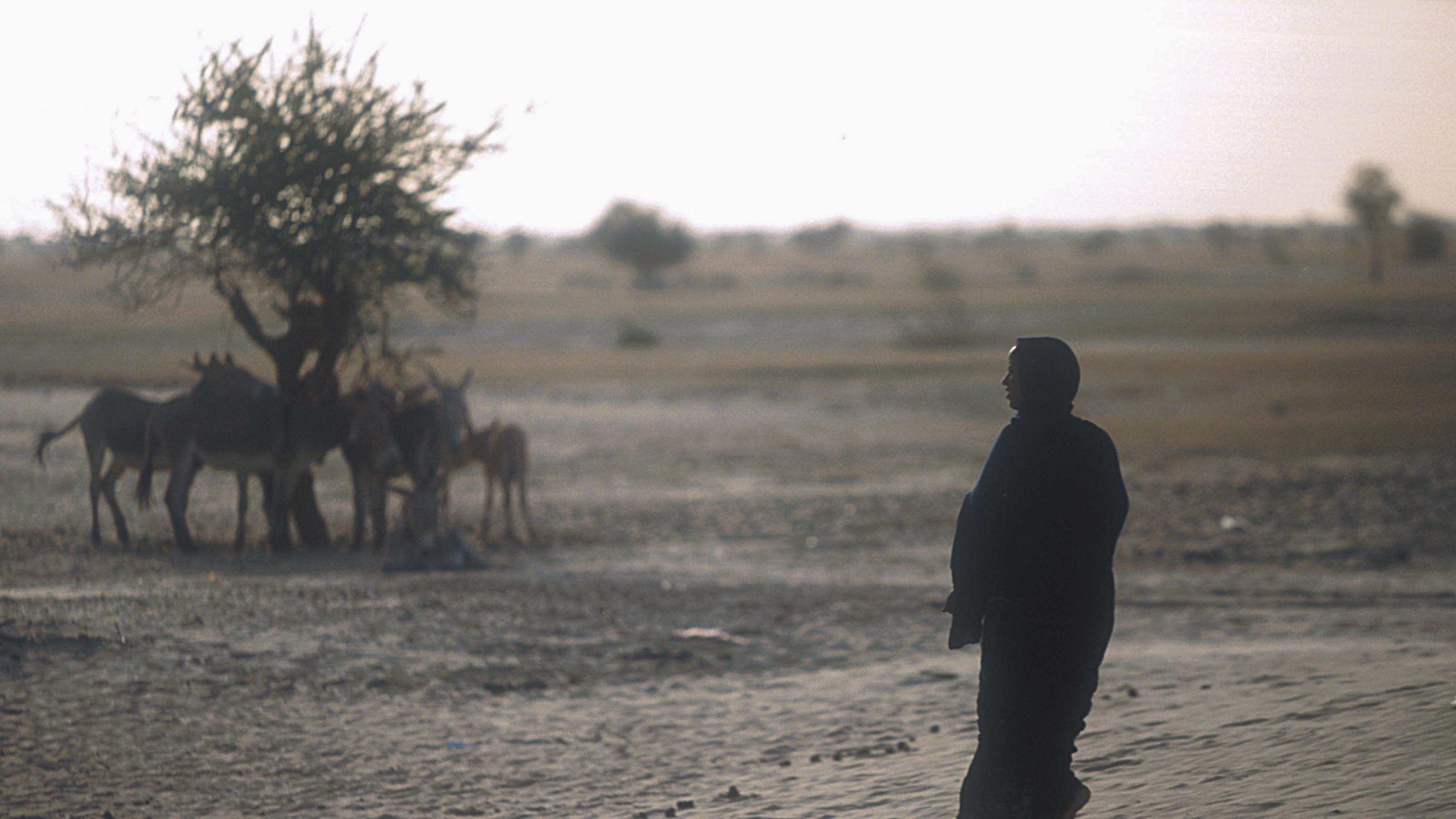 Das Foto zeigt eine Szene in der Wüste im Norden von Mali. Links steht ein einzelner Baum, unter dem sich Esel auf der Suche nach Schatten drängen. Rechts im Vordergrund steht eine schwarz gekleidete Frau, ihr langes Kleid weht im Wind. Im Hintergrund sind noch vereinzelte Bäume zu sehen, aber der Haupteindruck ist die Wüste.