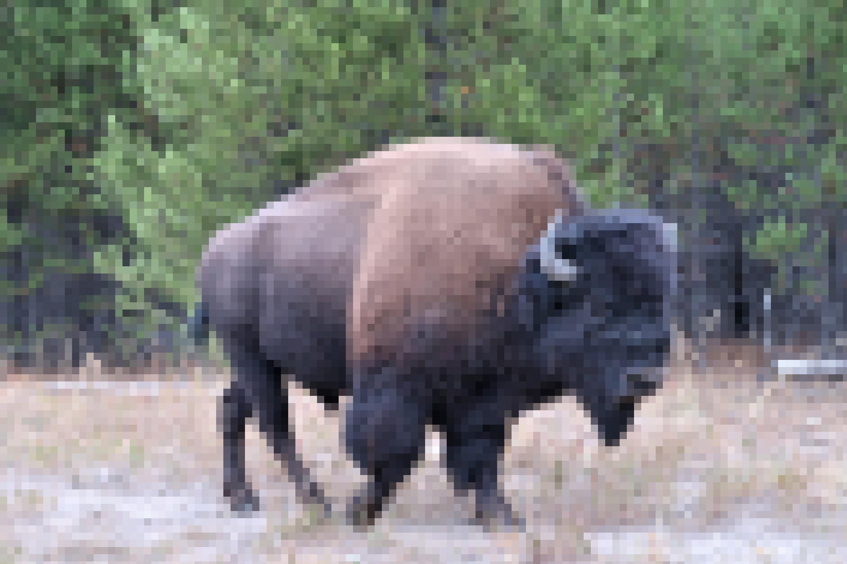 Zu sehen ist das Foto eines großen Bisons.