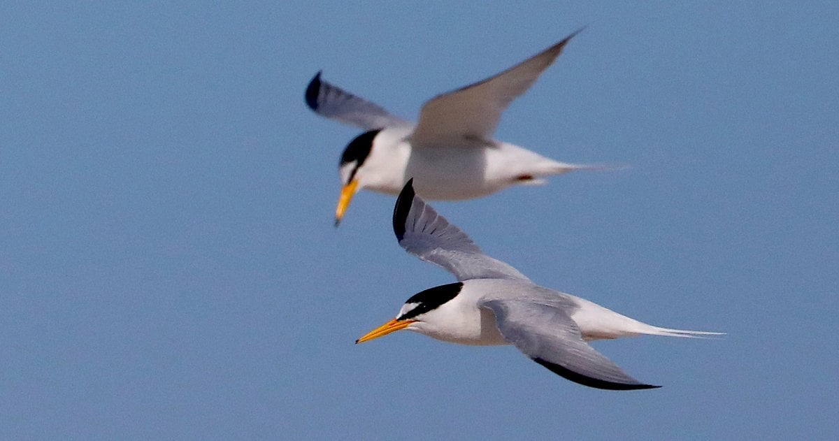 Die Flugbegleiter: Bleiben Sie mit unserem Newsletter auf dem Laufenden