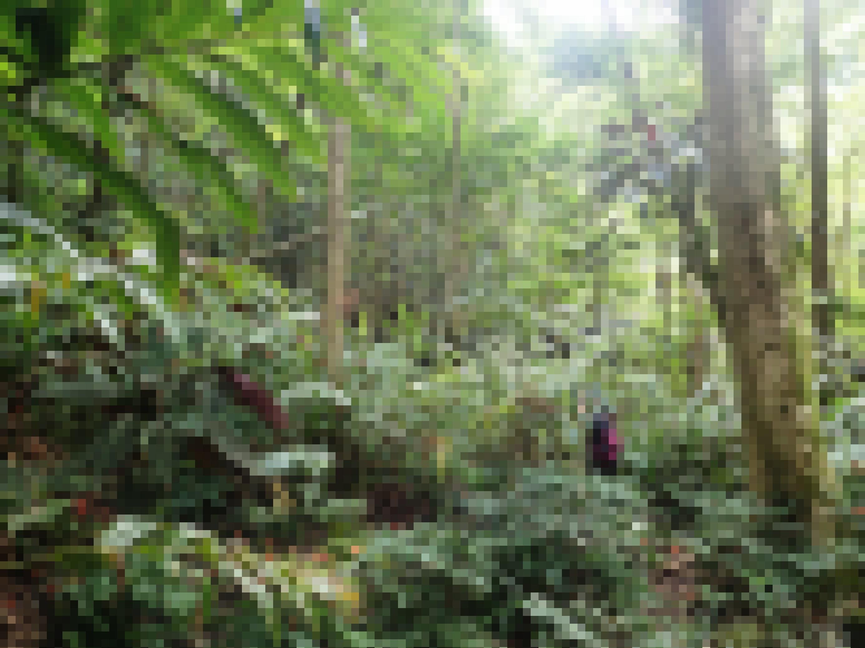 Üppige Waldlandschaft auf Tahiti im Tipaerui-lli-Tal, wo die Baumschnecken-Art Partula hyalina noch immer gefunden werden kann. .