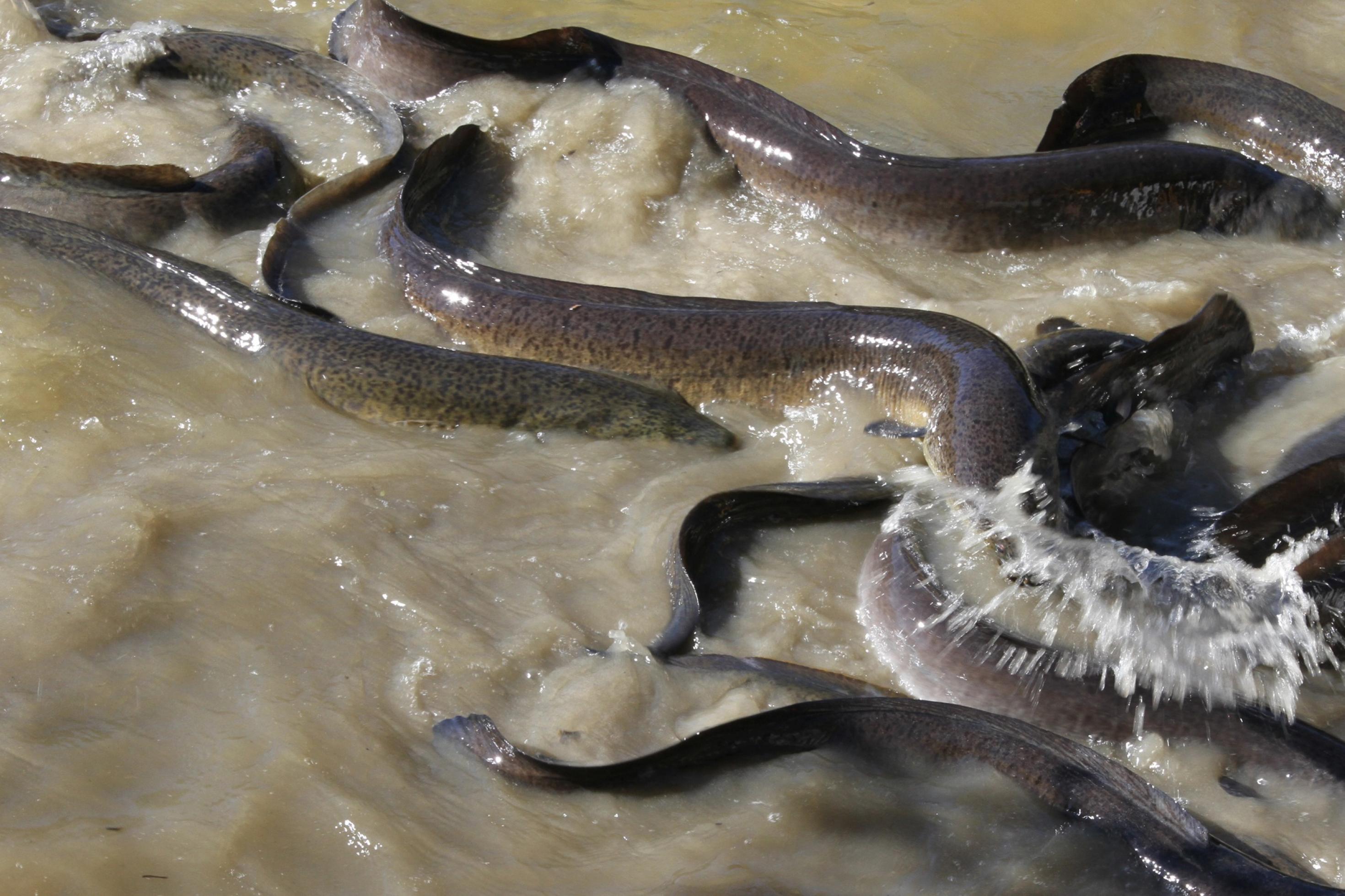 Mehrere graue Aale schwimmen in der Brandung eines braunen, schlammigen Gewässers.