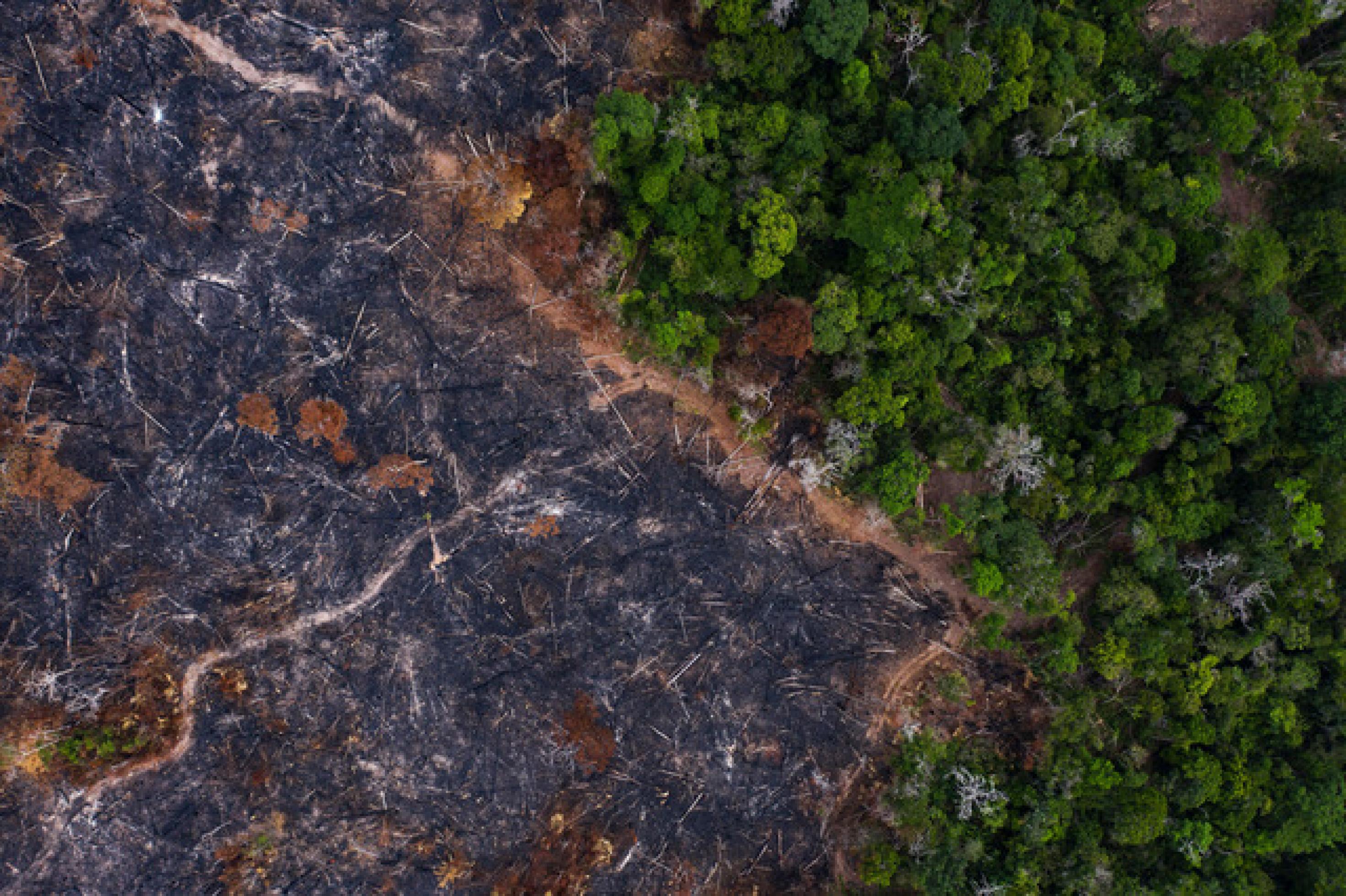 Auf der Luftaufnahme ist die Grenze zwischen gerodetem und noch bestehendem Amazonas-Regenwald gut sichtbar.