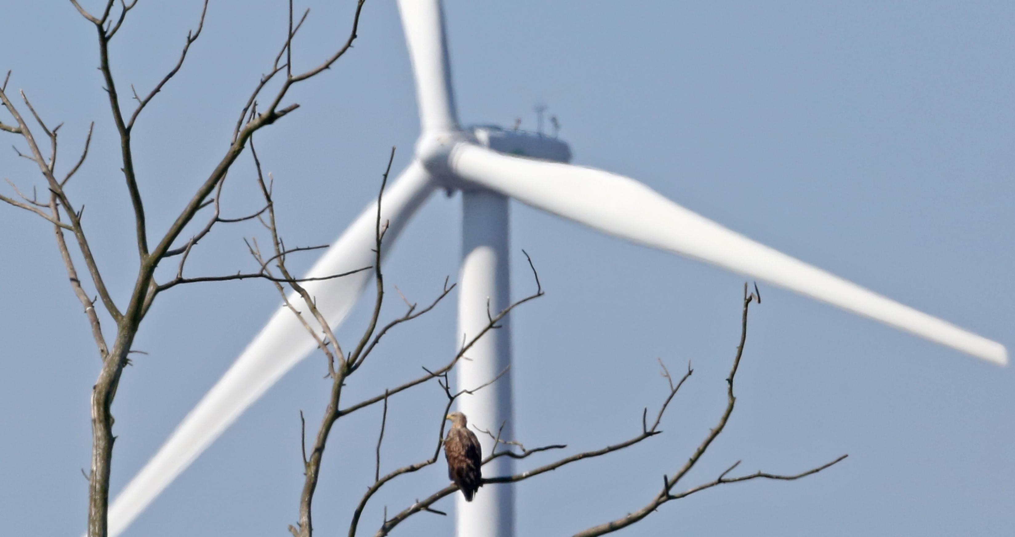 Ein Seeadler sitzt in einem Baum, im Hintergrund drehen sich die Rotoren einer Windenergieanlage