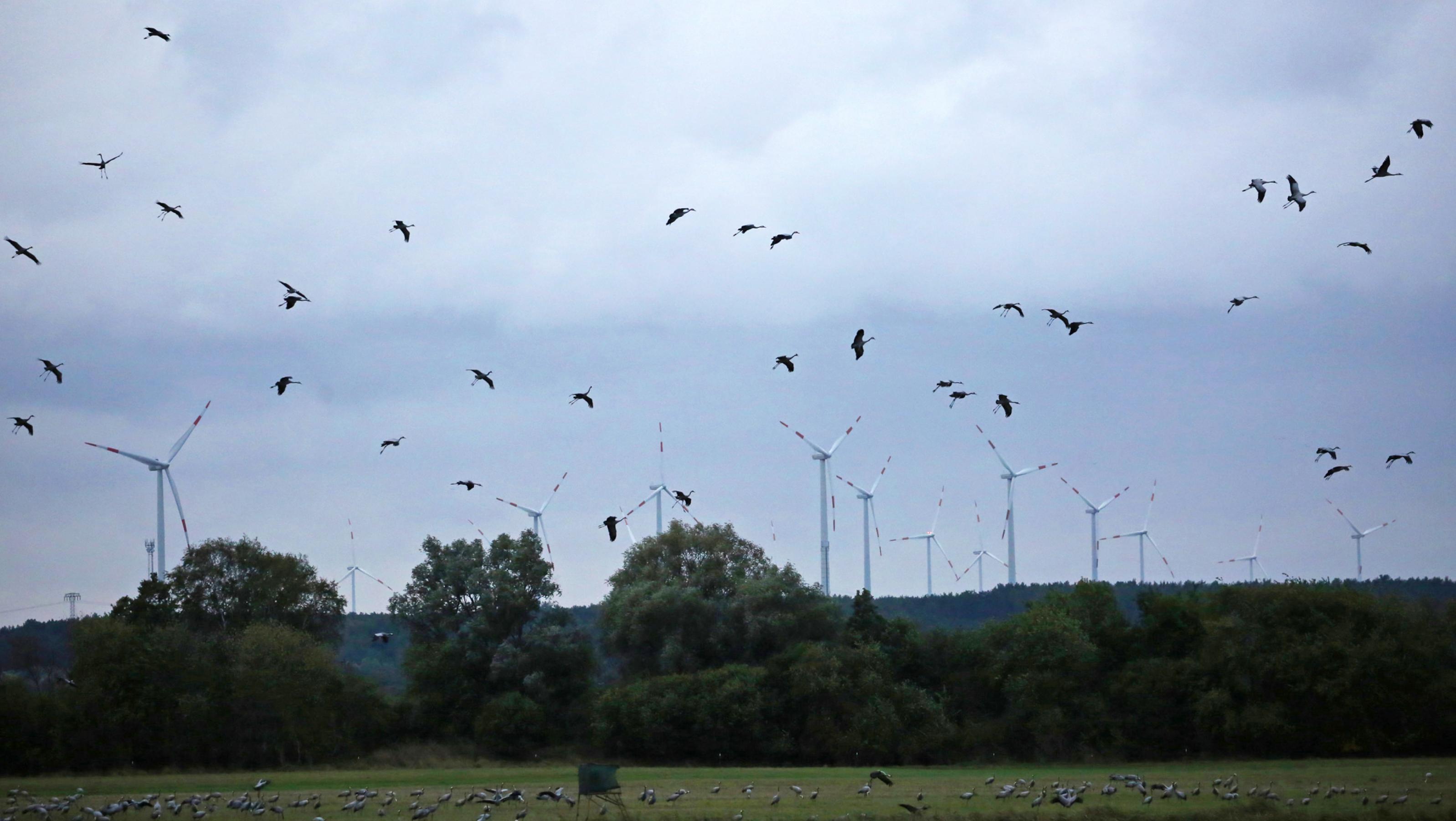 Eine Gruppe von Kranichen landet vor einer Reihe Windkraftanlagen