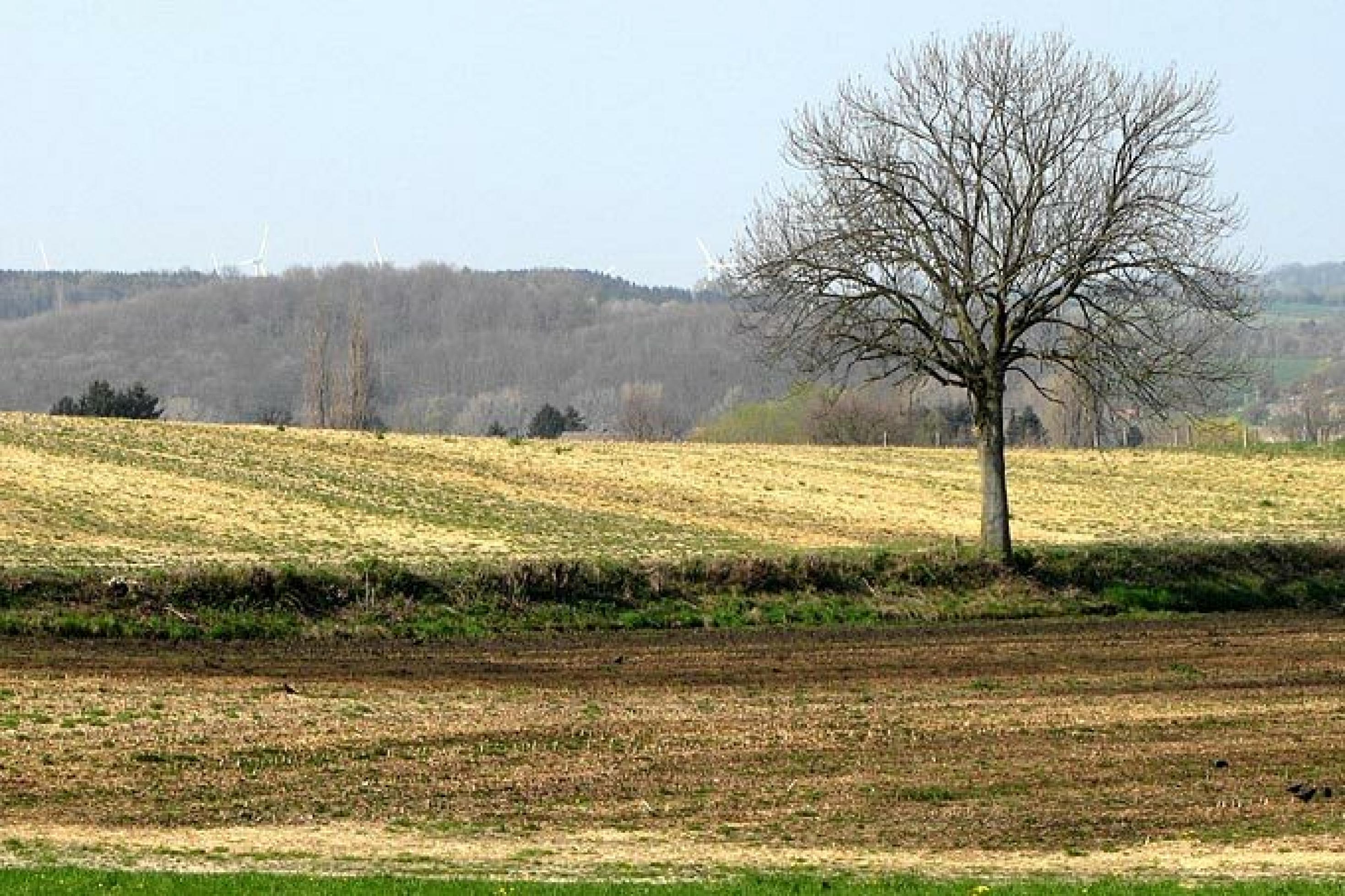 Ein von Güllefrachten braun gefärbtes Stoppelfeld, an dessen Rand ein einzelner Baum aufragt