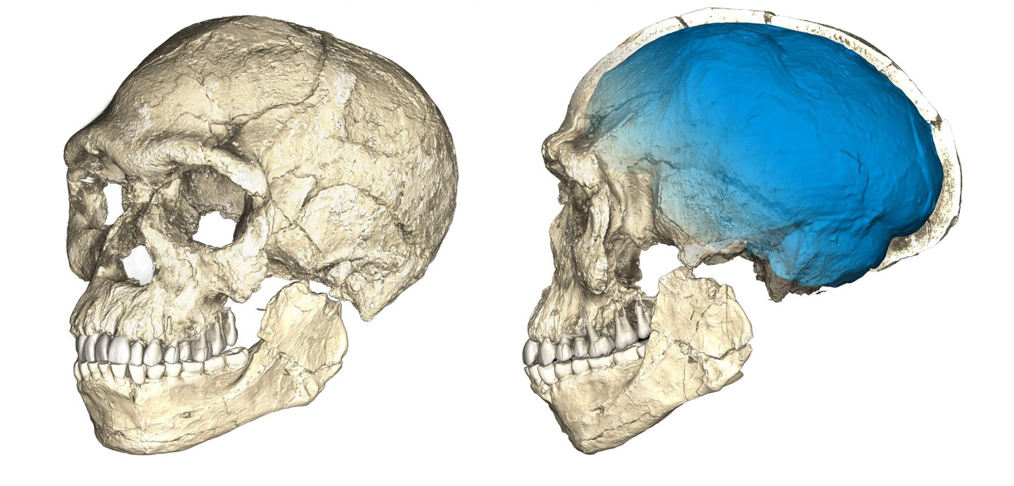 Forscher des Max-Planck-Instituts für evolutionäre Anthropologie in Leipzig rekonstruierten den schon länger bekannten Schädelfund von Jebel Irhoud in Marokko als Modell im Computer. Anhand der Rekonstruktion konnten sie zeigen, dass der Schädel eindeutig zu einem Homo sapiens gehört, also um einen Vertreter unserer eigenen Art. Zudem datierten die Forscher den Fund mit neuen Methoden und kamen auf ein überraschendes Ergebnis: Der älteste Homo sapiens lebte bereits vor 300.000 Jahren.