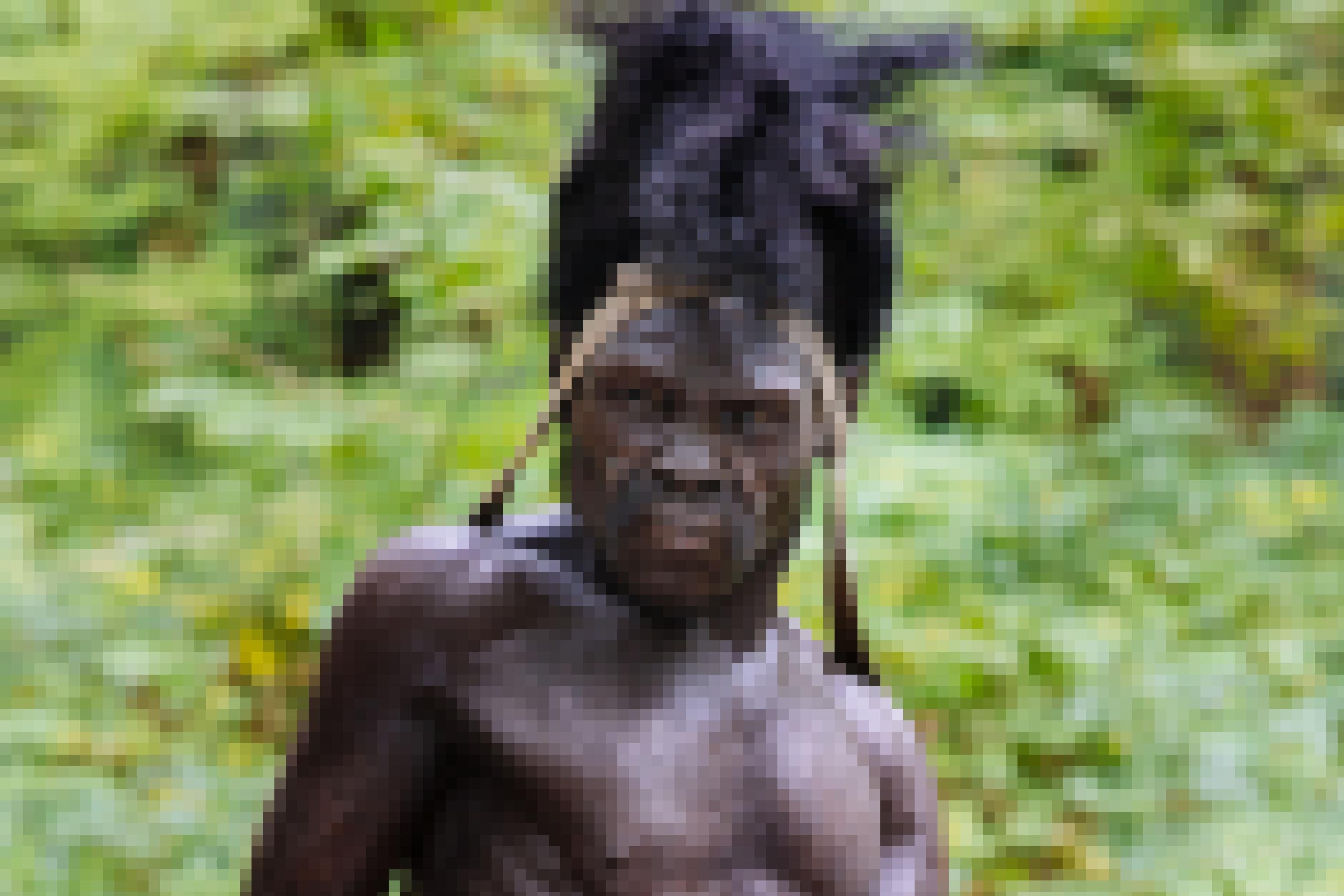 Das Foto zeigt vor grünem Hintergrund den Kopf und Oberkörper eines urtümlich wirkenden Mannes mit dunkler Hautfarbe, der dichtes, hoch aufstehendes gekräuseltes Haar besitzt und eine Art Stirnband trägt.