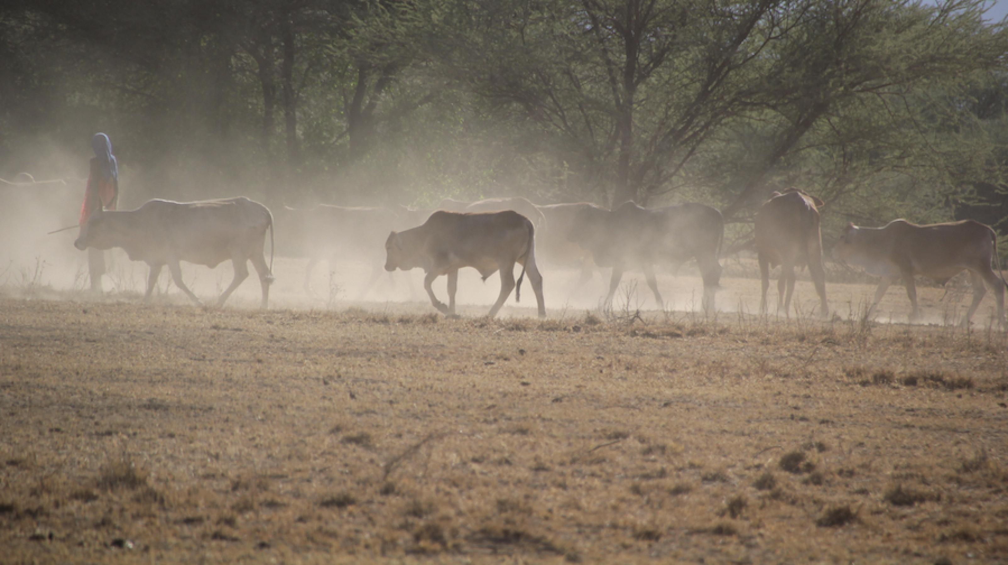 Ein Hirte treibt Rinder über staubtrockene Erde im Norden Kenias.