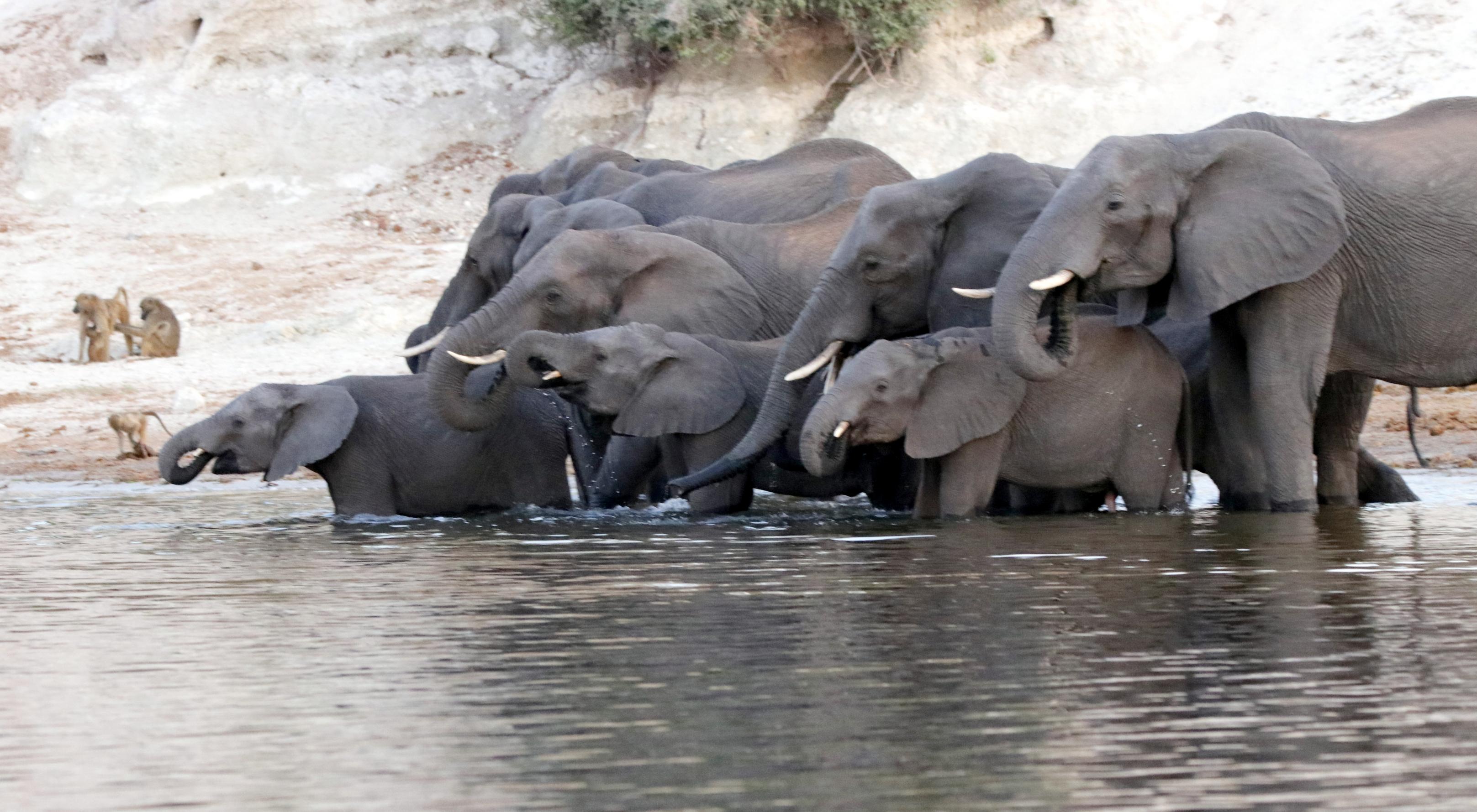 Eine Elefantenherde trinkt am Chobe-Fluss, kleinere Elefanten stehen vorne, bis zu den Knien im Wasser
