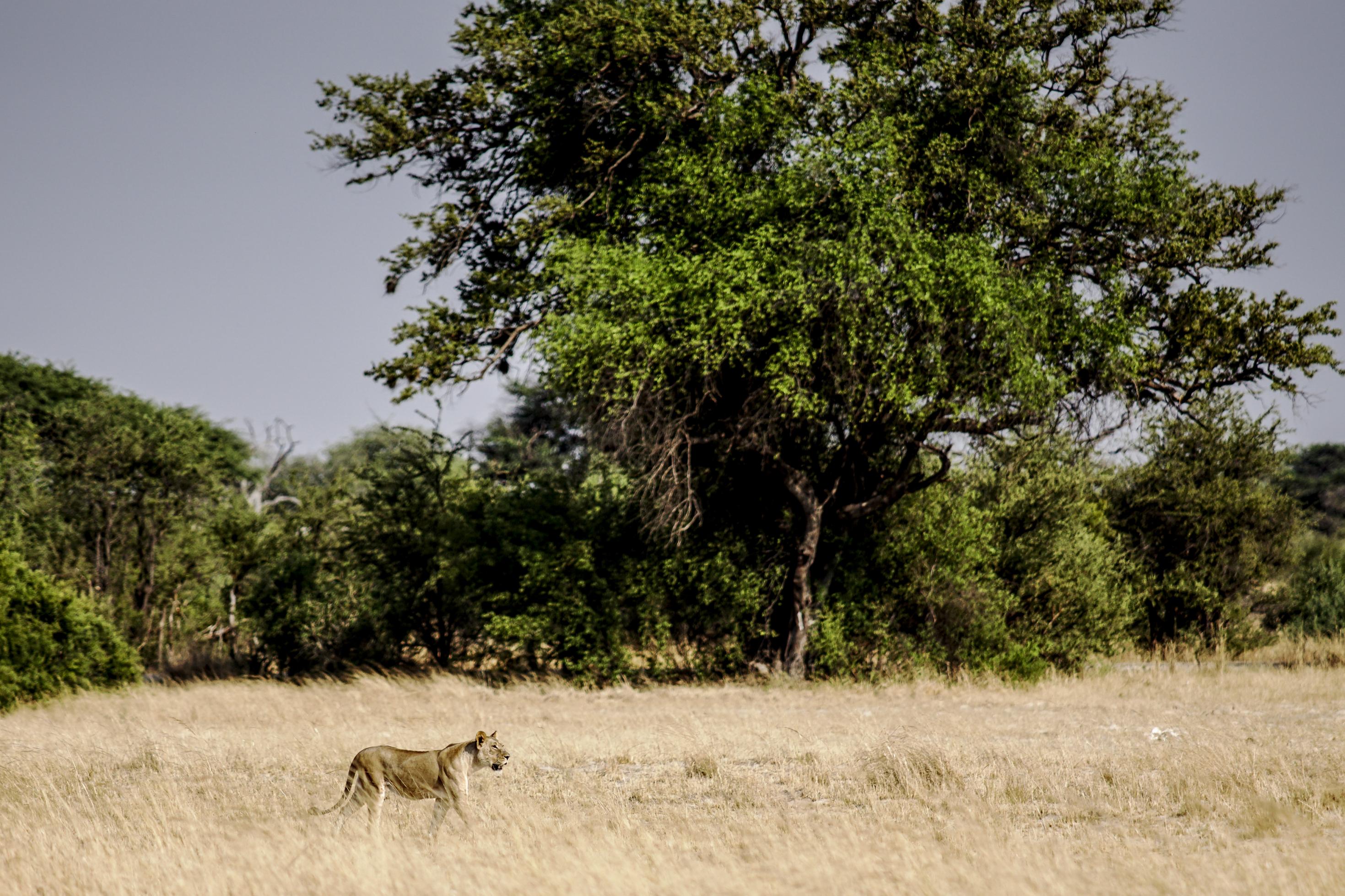 Eine Löwin streift durch langes gelbes Gras im Gebiet zwischen dem Hwange-Nationalpark und den Dörfern, hinter ihr der Waldrand mit hohen Bäumen