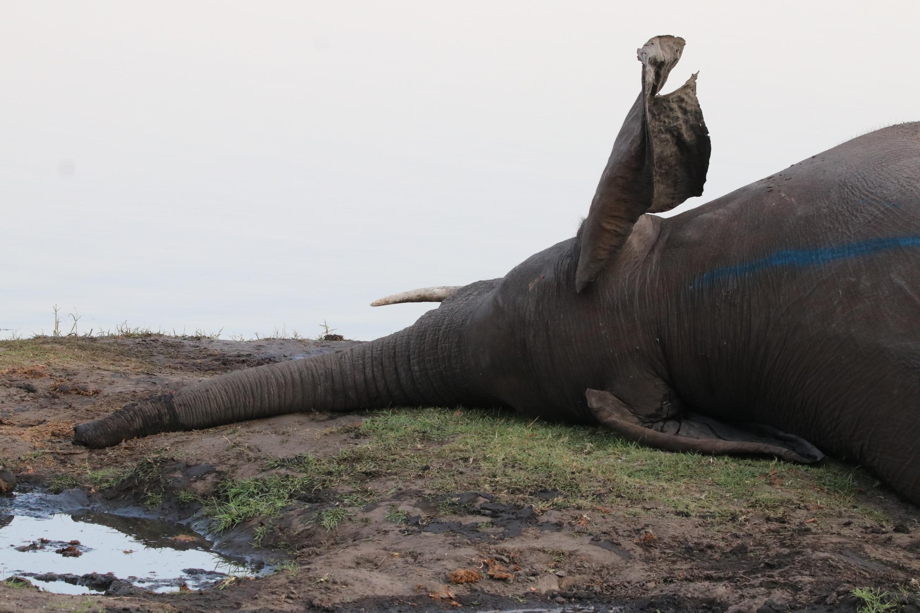Ein verendeter Elefant in Botswana, das Tier liegt auf der Seite, ein Ohr steht etwas hoch, der Rüssel liegt schlapp auf dem Boden vor einer Pfütze, die Stoßzähne scheinen intakt