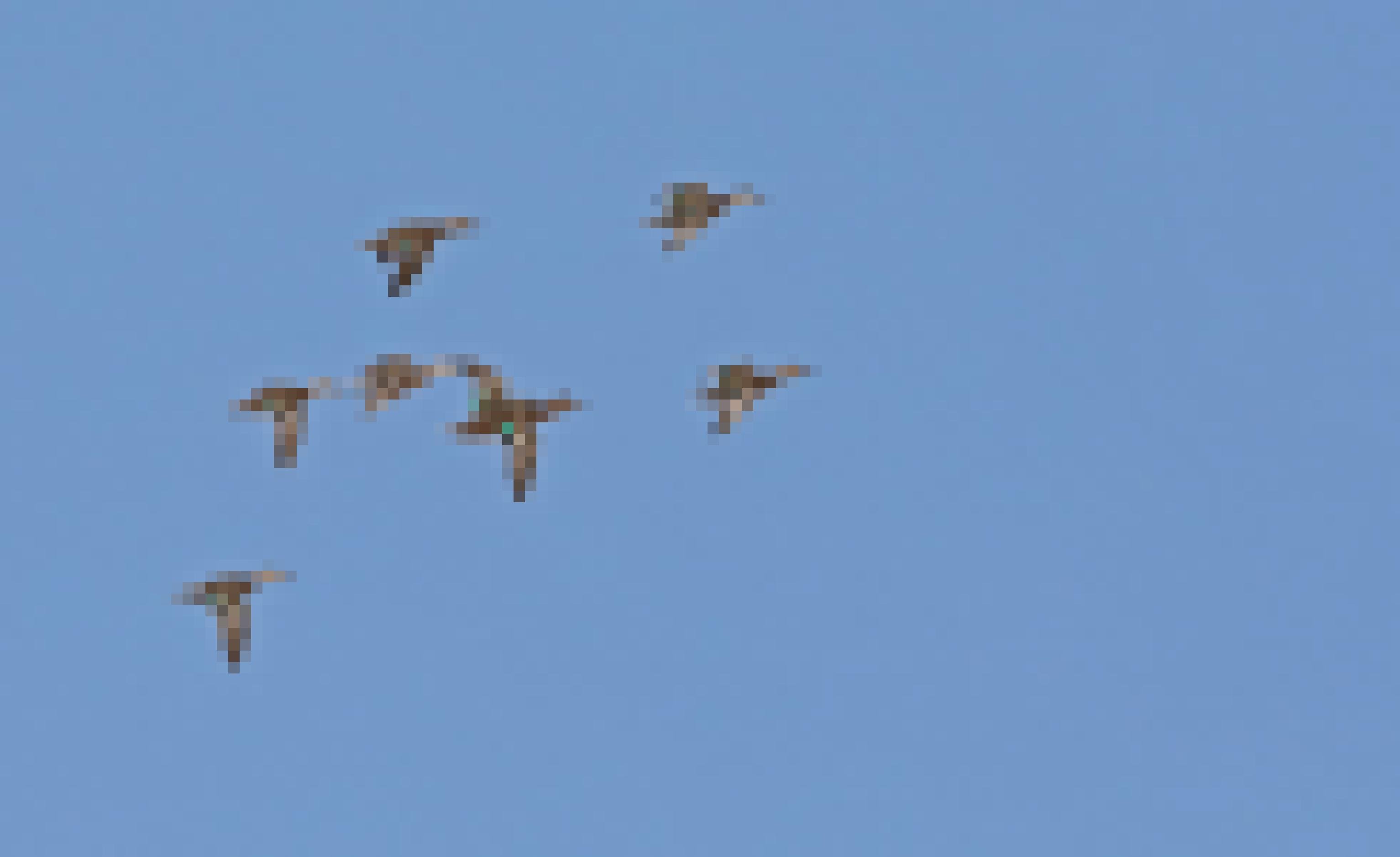 Eine Gruppe aus einem halben Dutzend Krickenten fliegt vor blauem Himmel von links nach rechts.