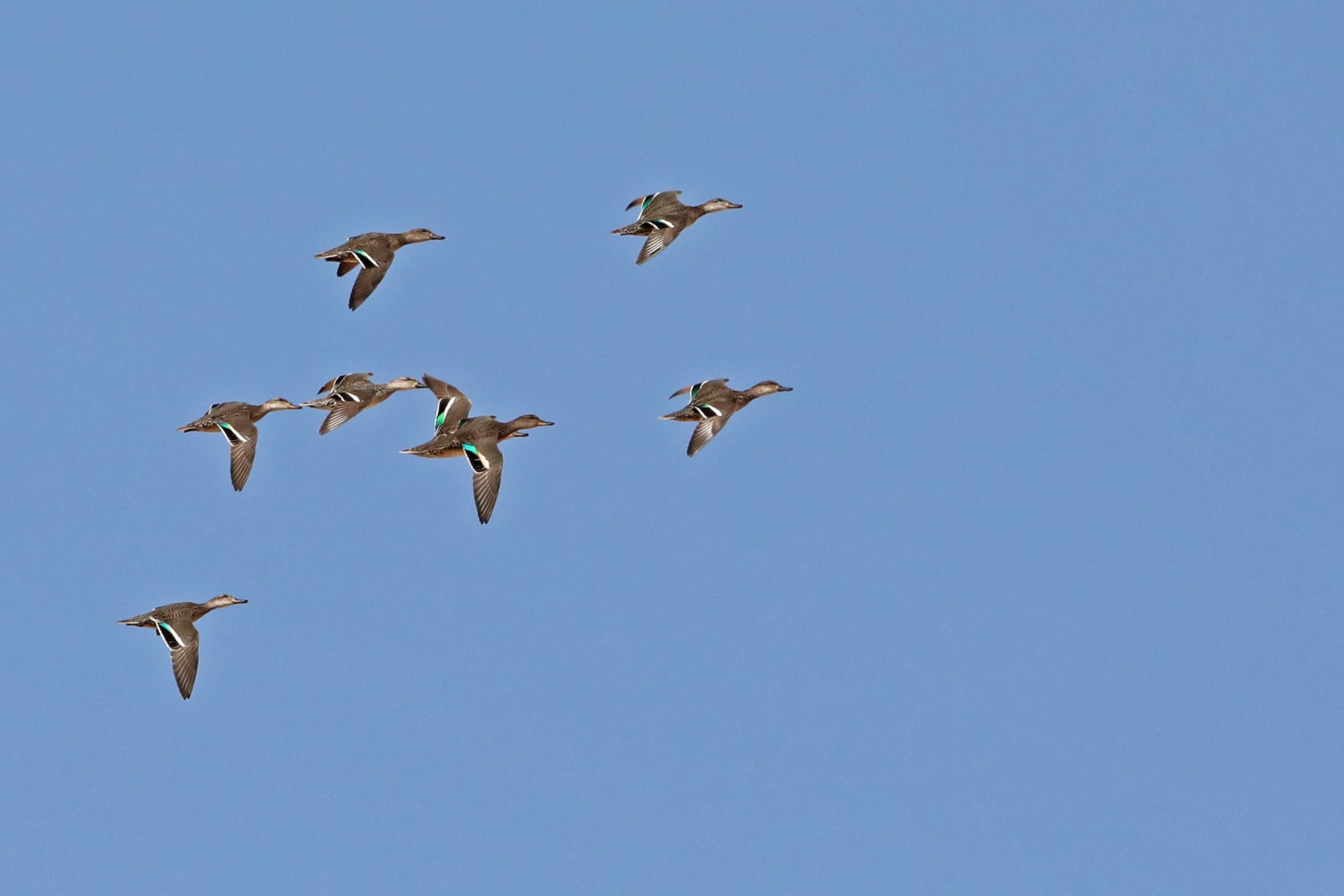 Eine Gruppe aus einem halben Dutzend Krickenten fliegt vor blauem Himmel von links nach rechts.