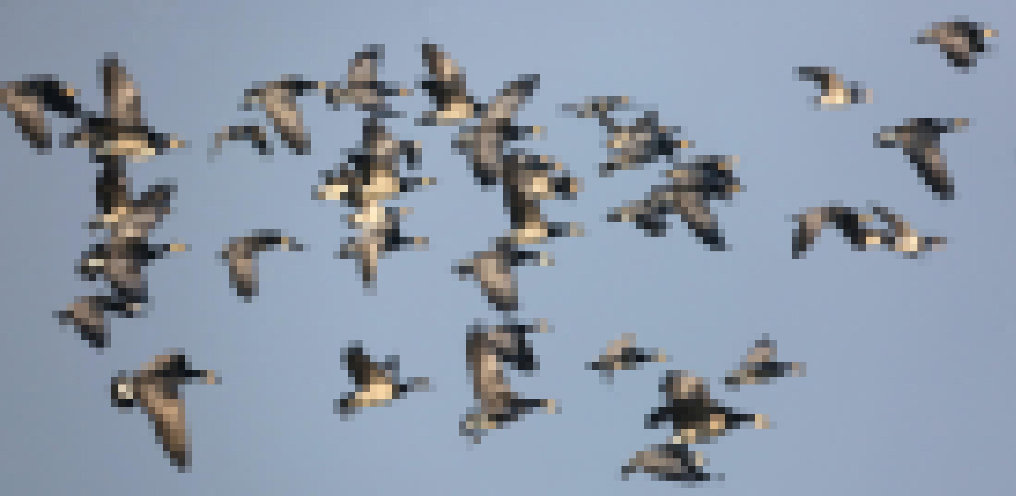Eine Gruppe aus rund 20 Weißwangengänse fliegen von rechts nach links durch das Bild. Der Hintergrund ist blauer Himmel.