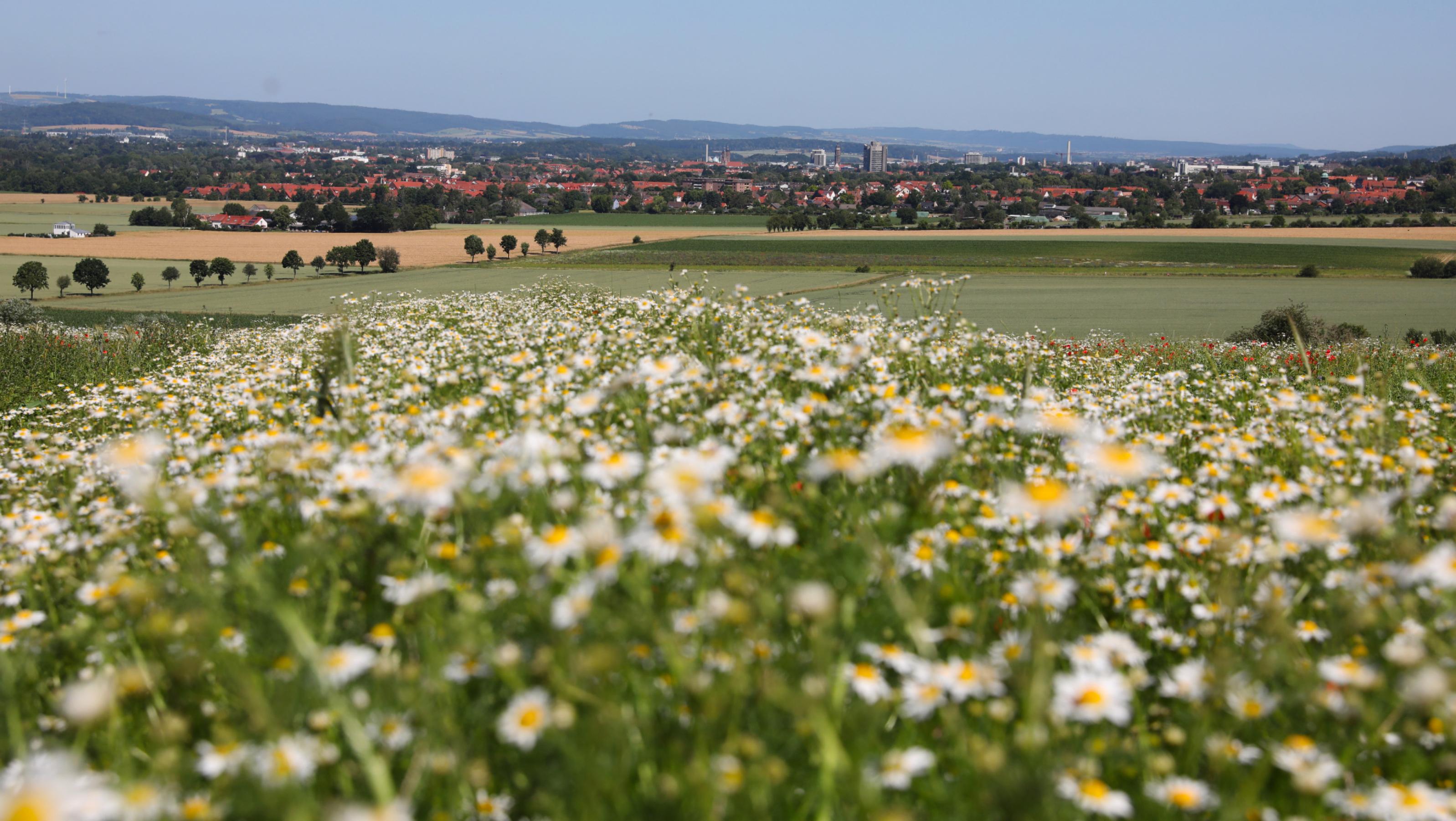 Ein Blühsttreifen inmitten der intensiven Agrarlandschaft.