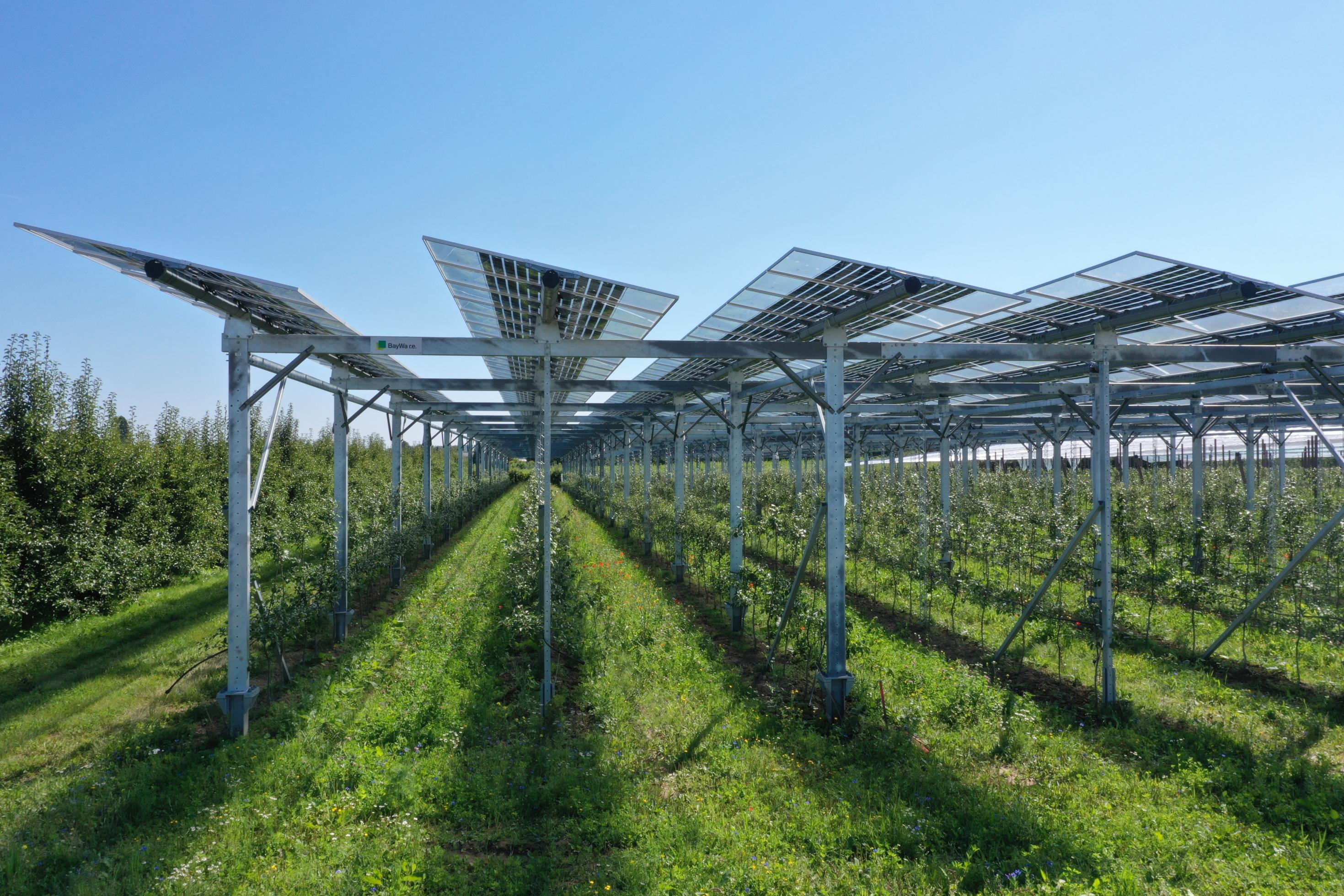 Kleine Obstbäume werden unter PV-Modulen aufgezogen.