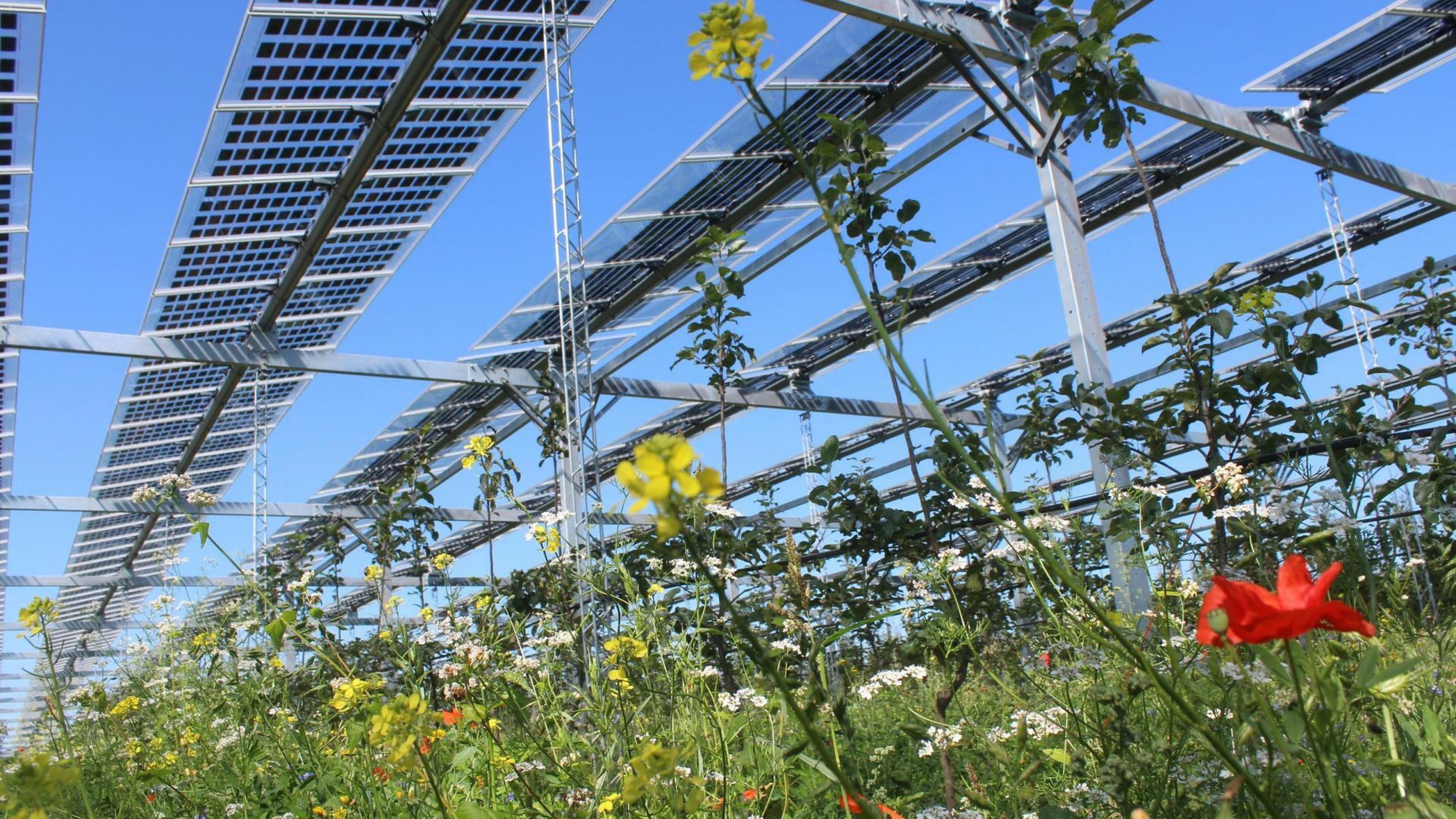 Solarzellen über Kulturpflanzen