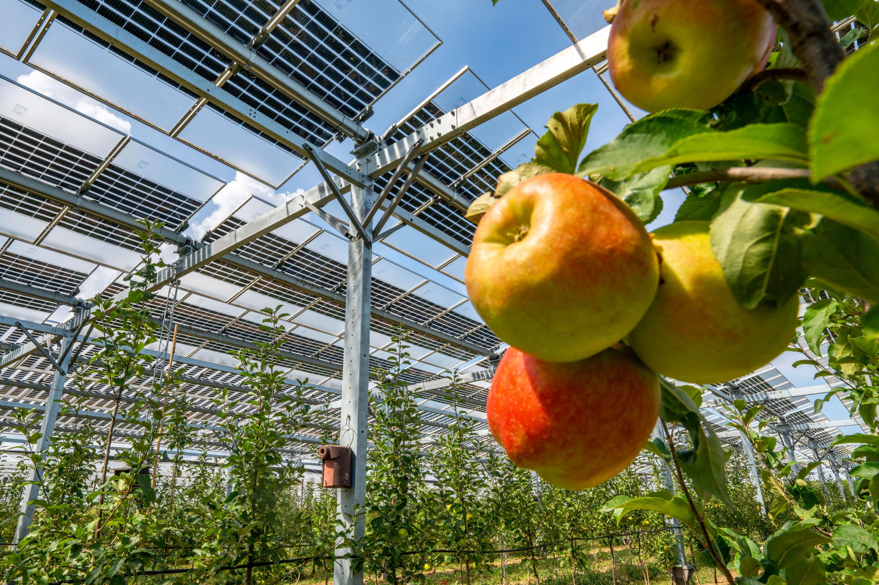 Die Agri-Photovoltaik-Anlage überdeckt weitflächig eine Apfelbaumplantage: Regen und Sonnenlicht kommt durch, die Bäume sind vor Hagel und Starkregen geschützt.