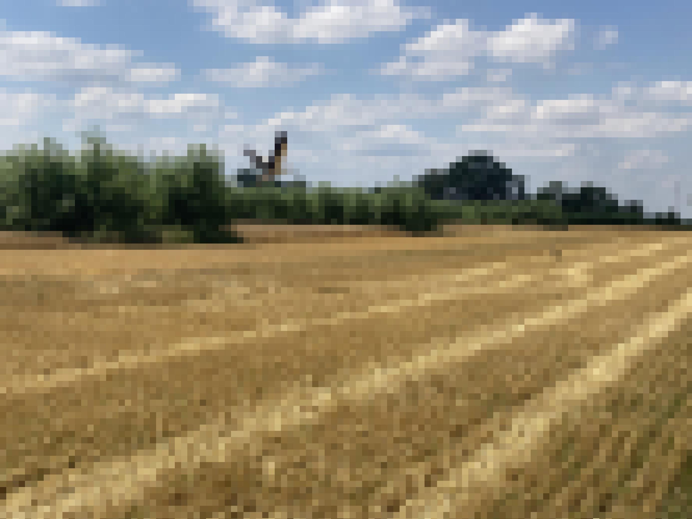 Ein Weizenfeld mit einem Storch